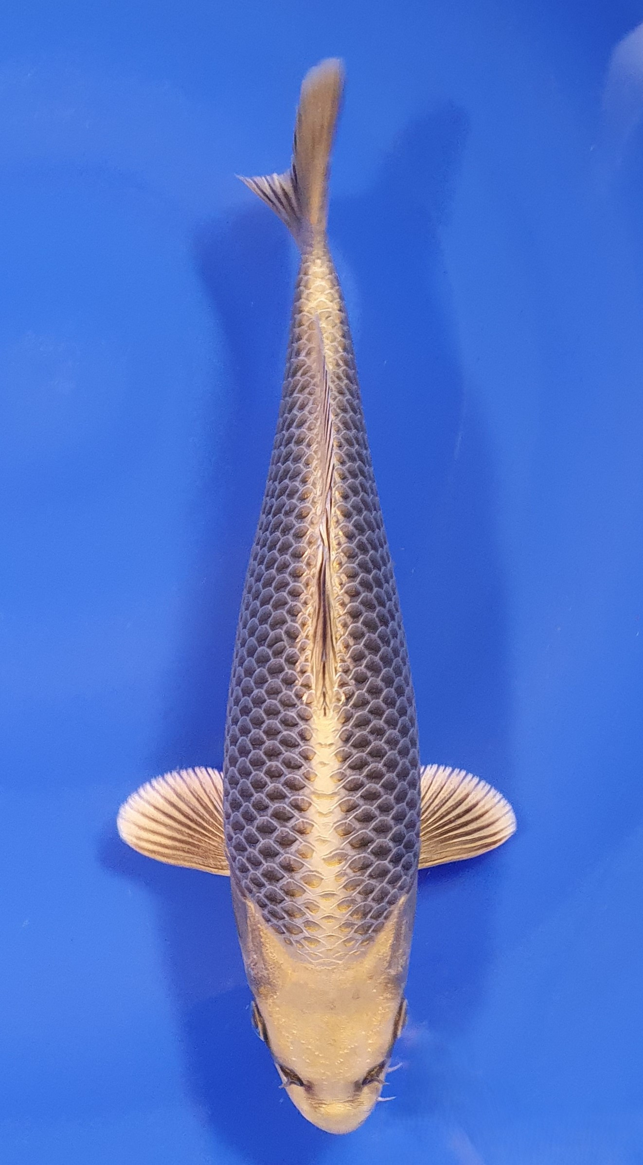 Botan Lignée Dainichi