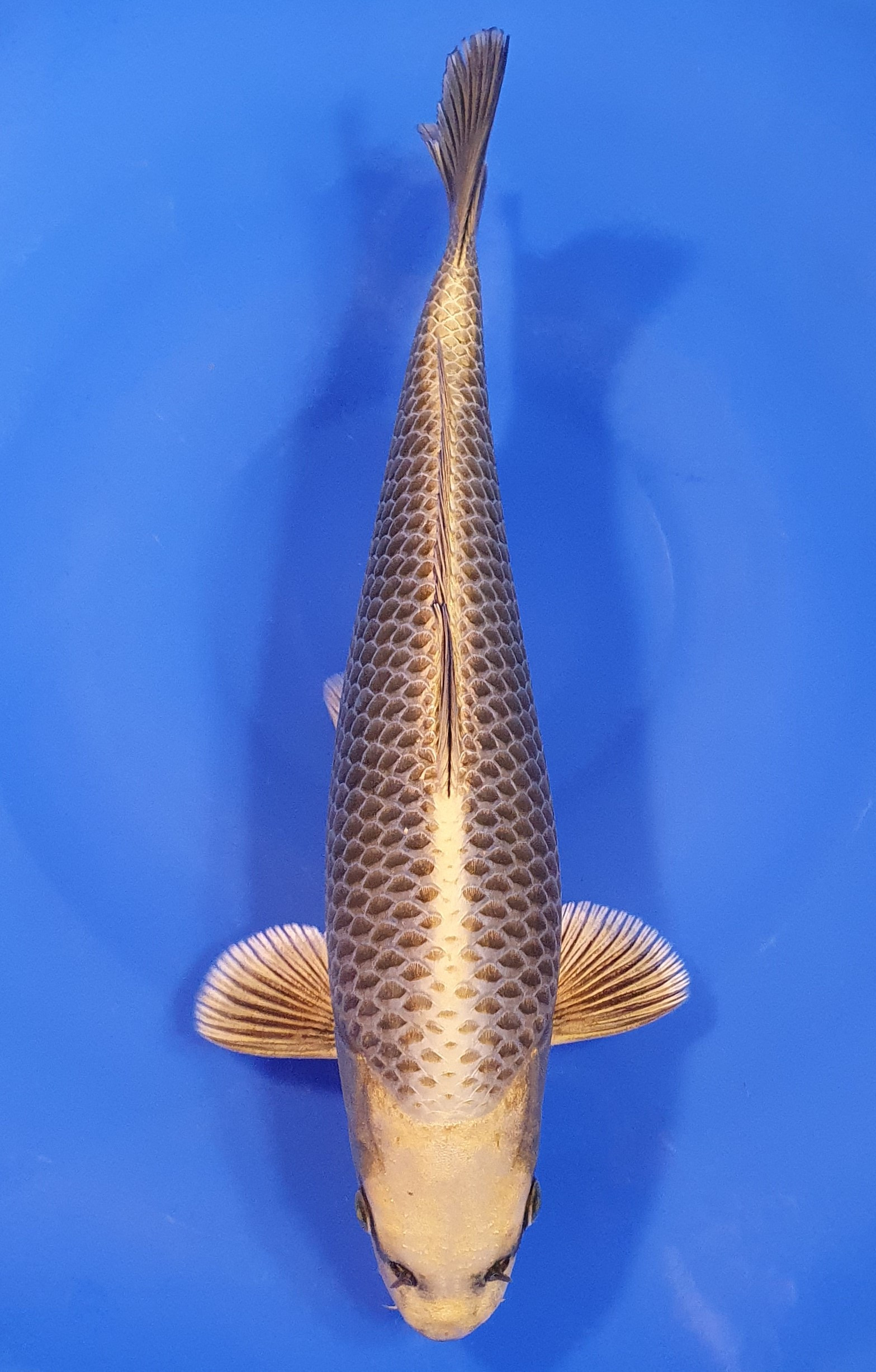 Botan Lignée Dainichi