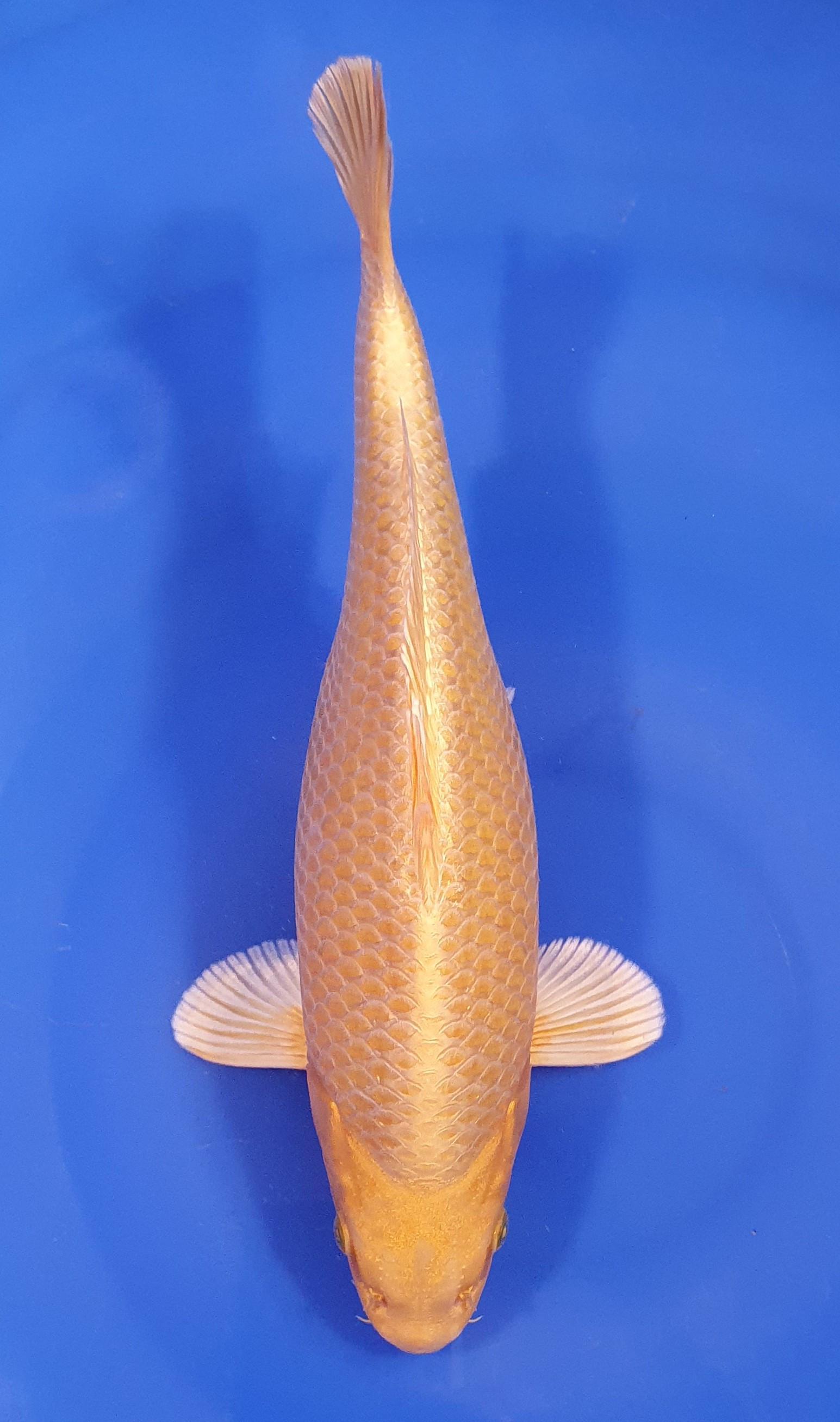 Yamabuki