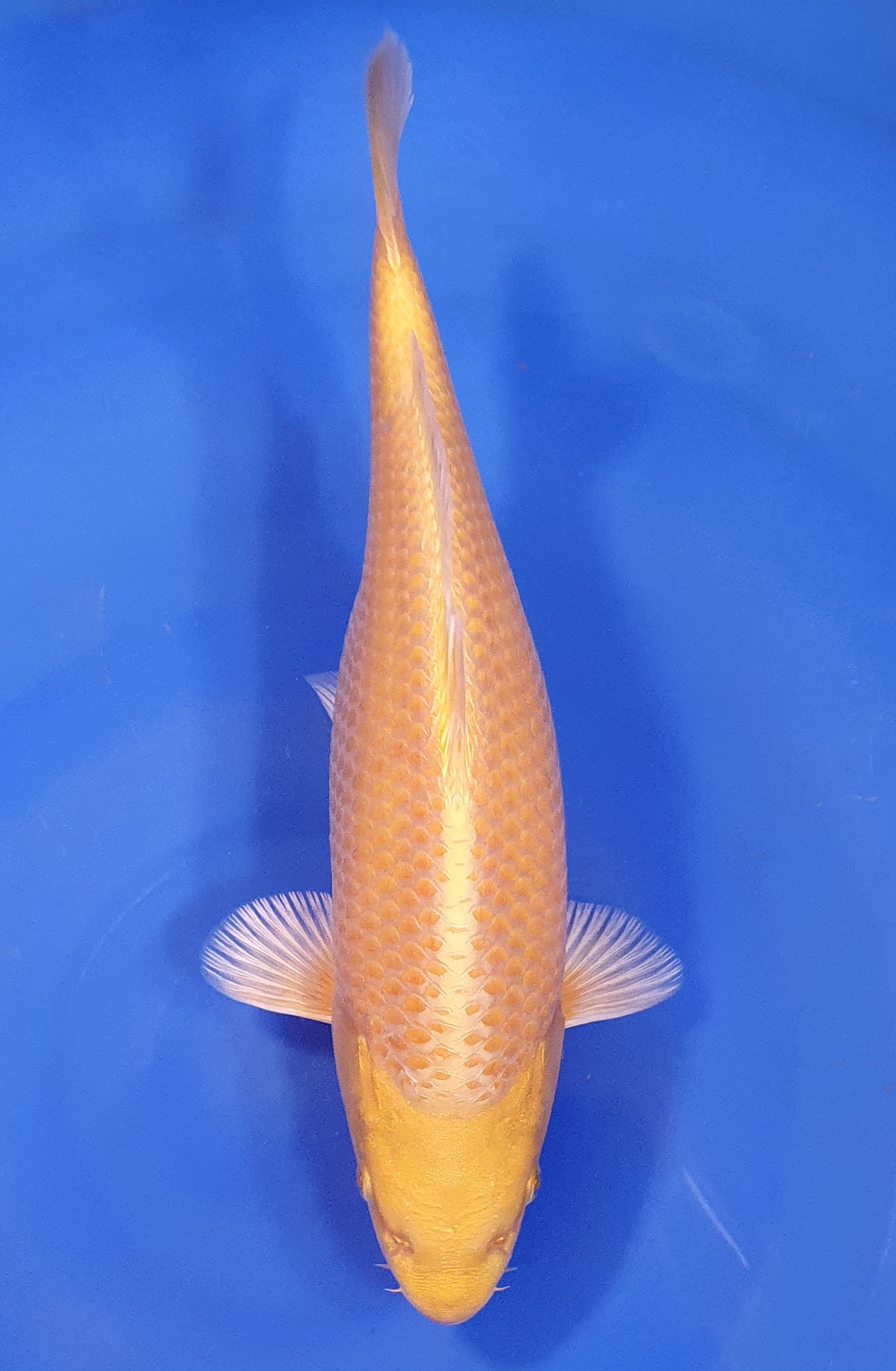 Yamabuki