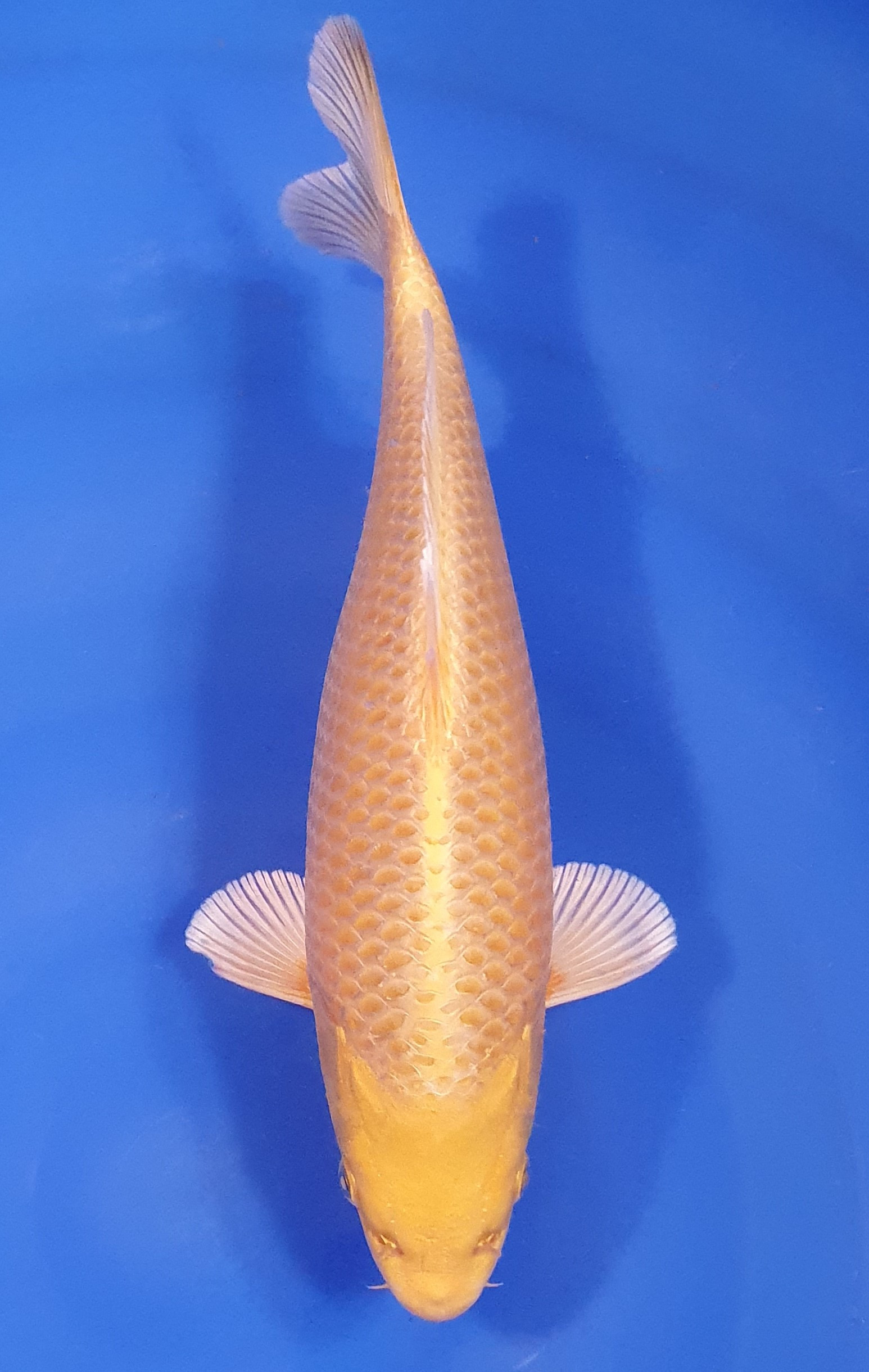 Yamabuki