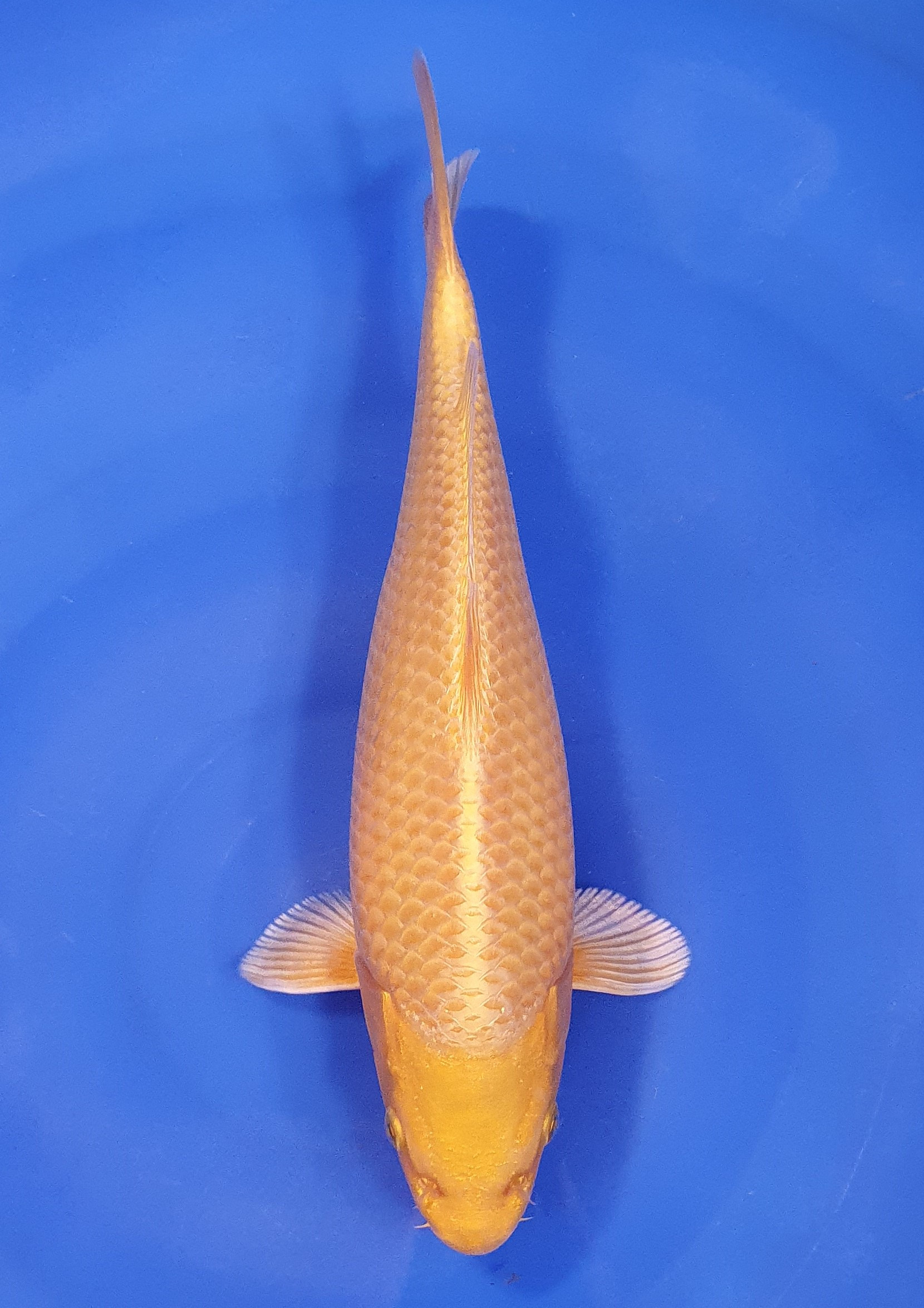 Yamabuki