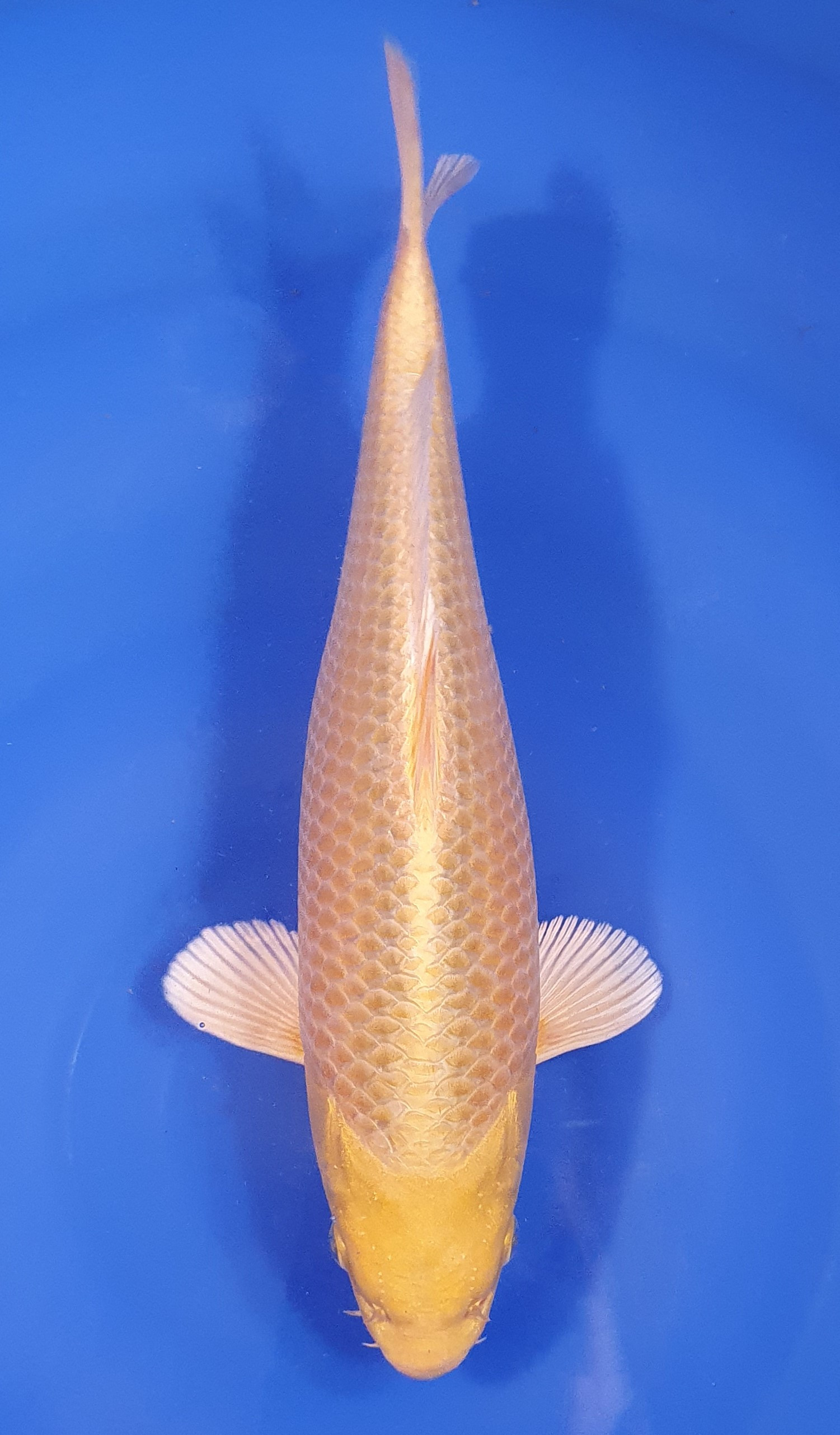 Yamabuki