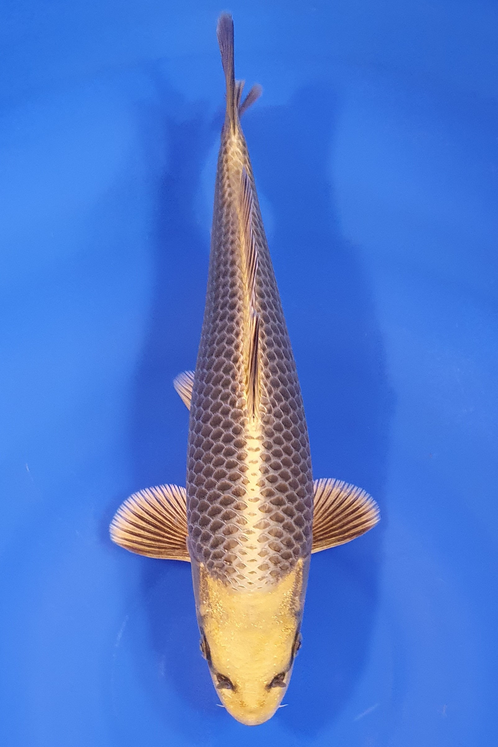 Botan Lignée Dainichi