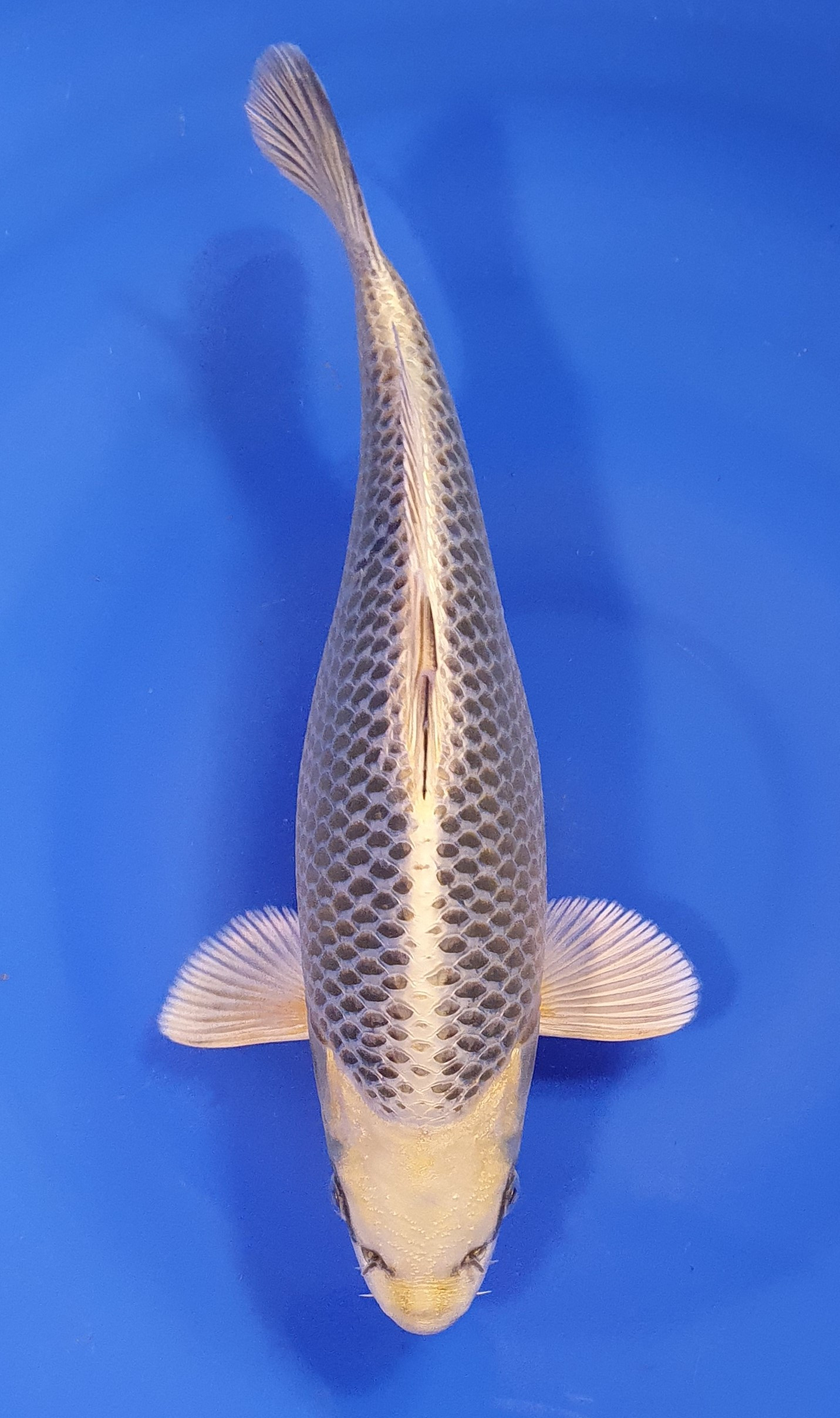 Botan Lignée Dainichi