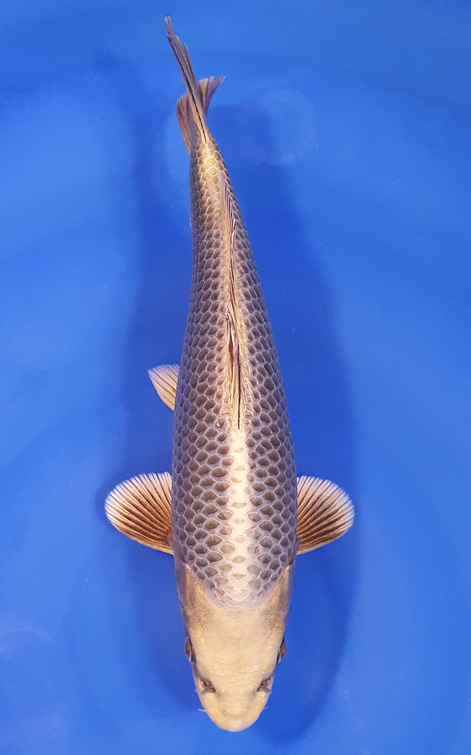 Botan Lignée Dainichi