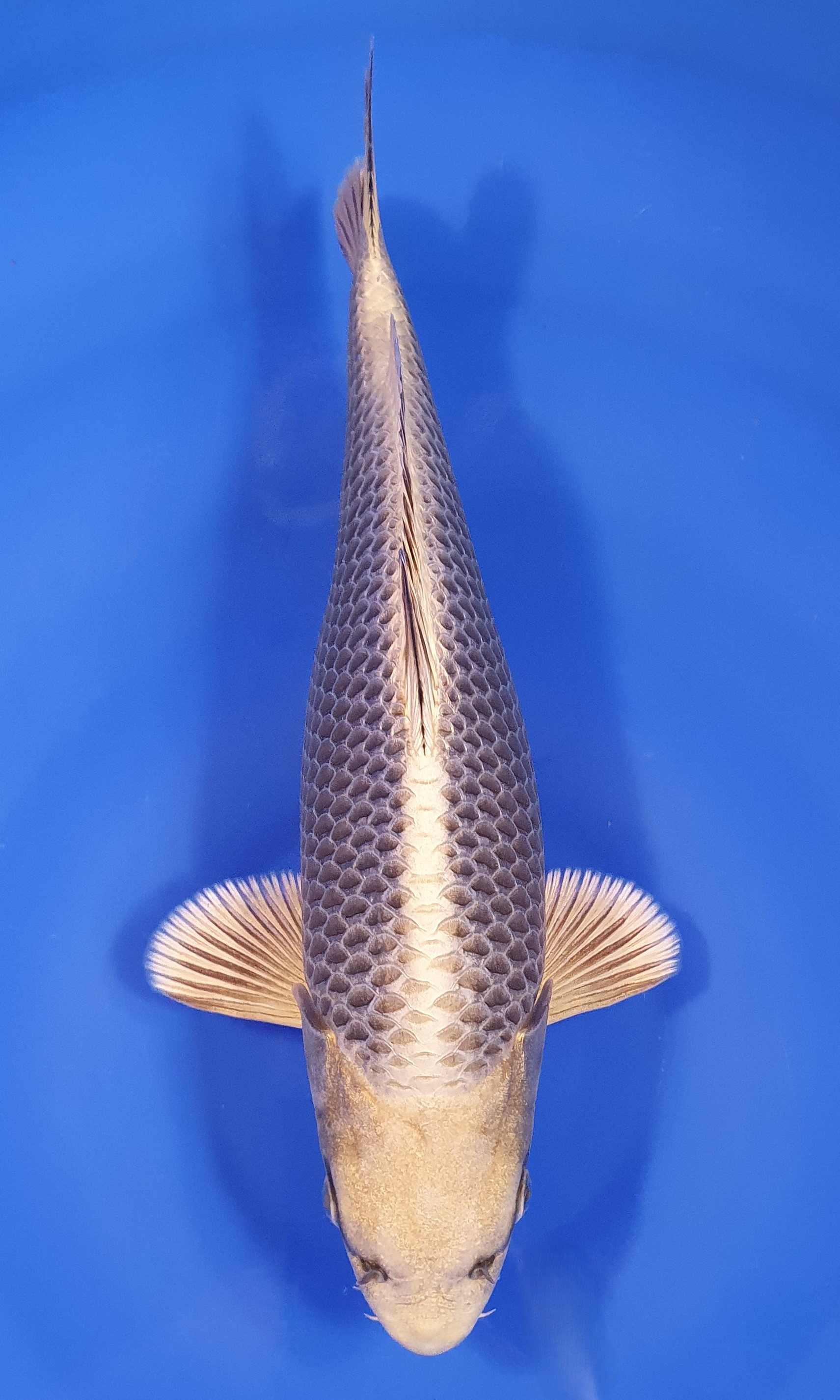 Botan Lignée Dainichi
