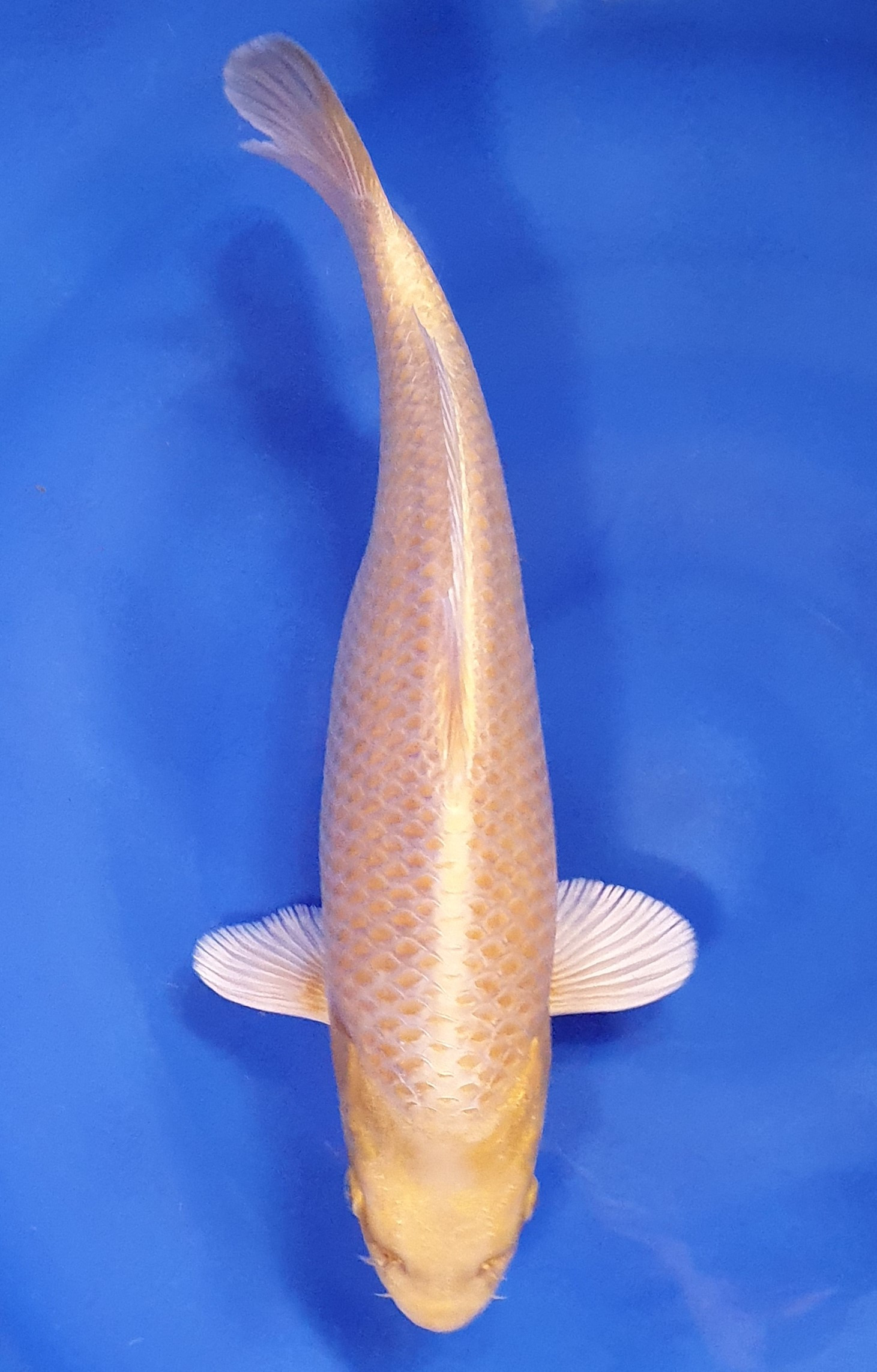 Yamabuki