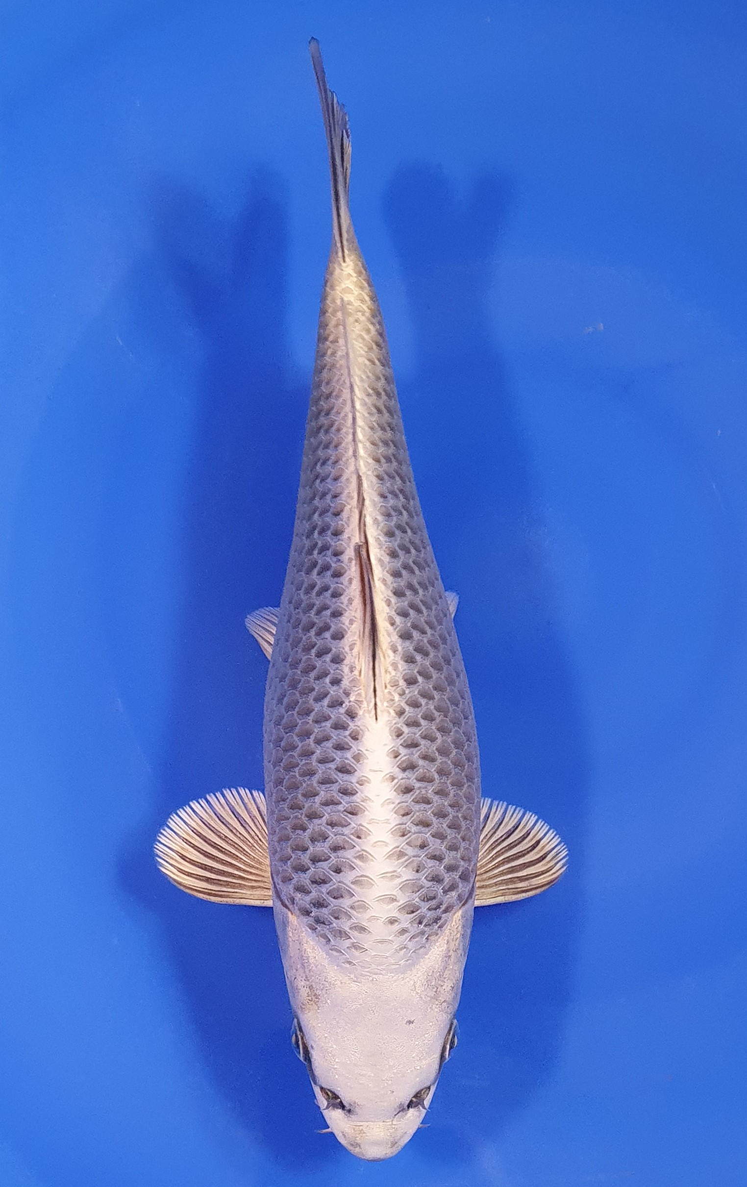 Botan Lignée Dainichi