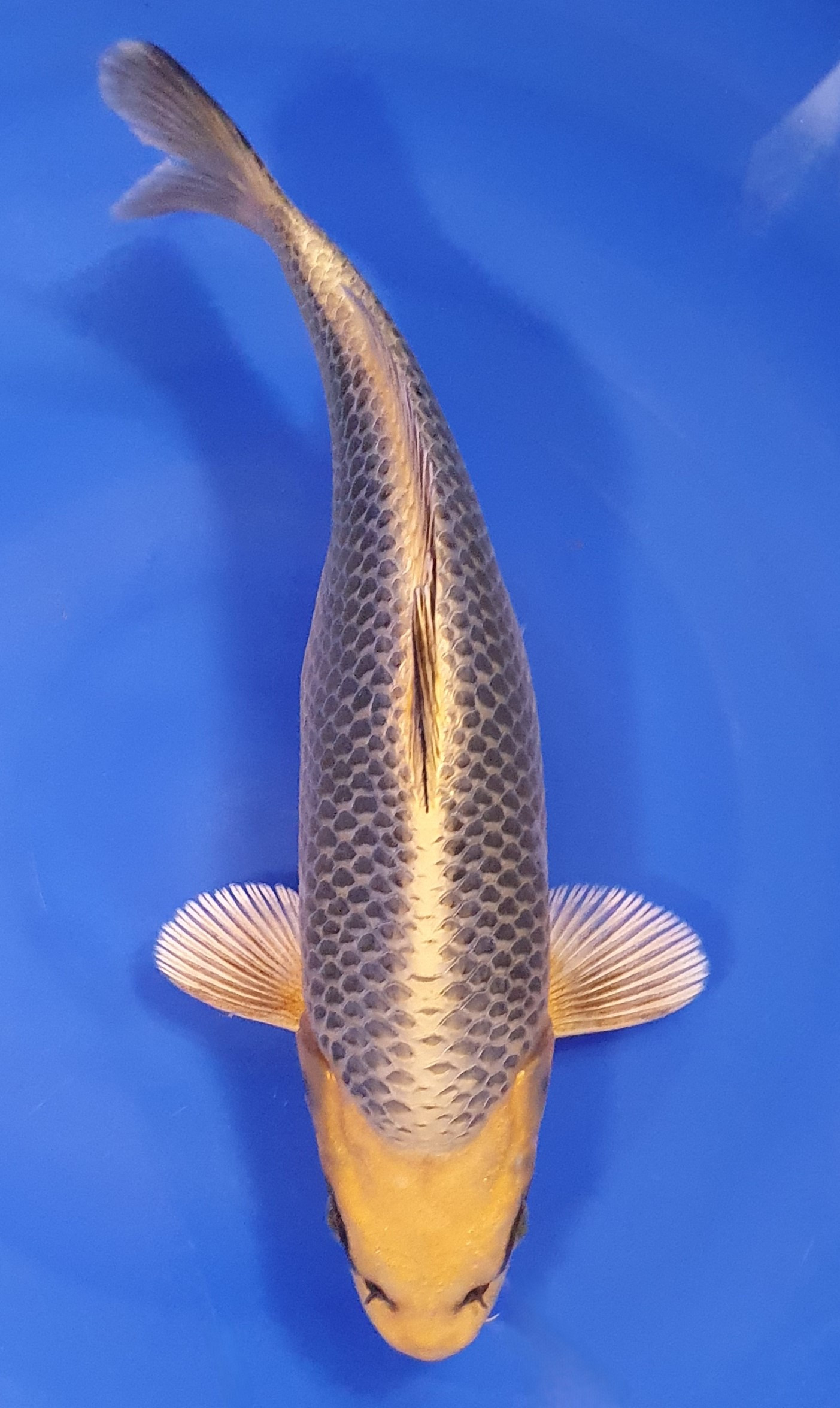 Botan Lignée Dainichi