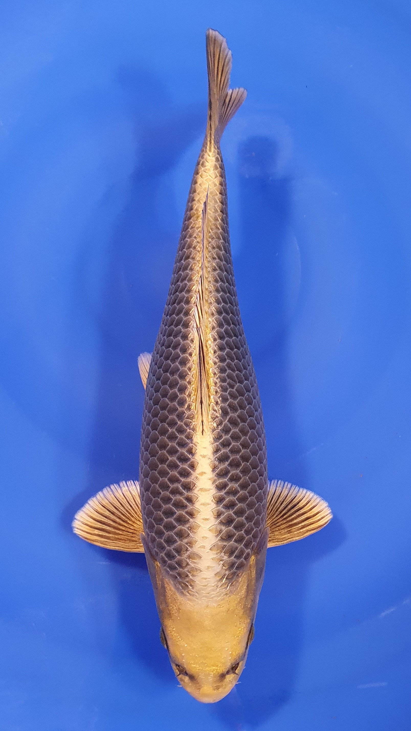 Botan Lignée Dainichi