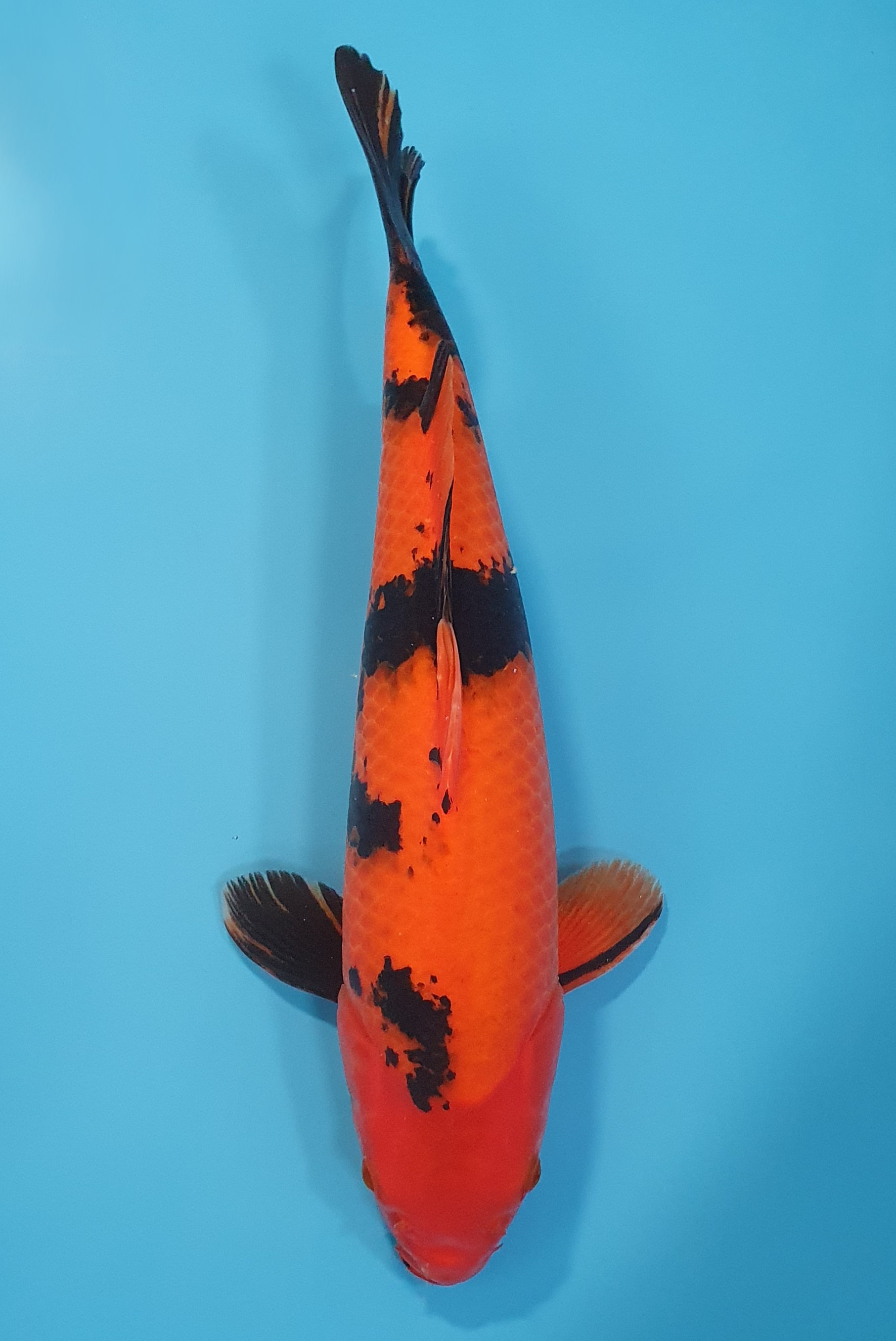 Hi Utsuri