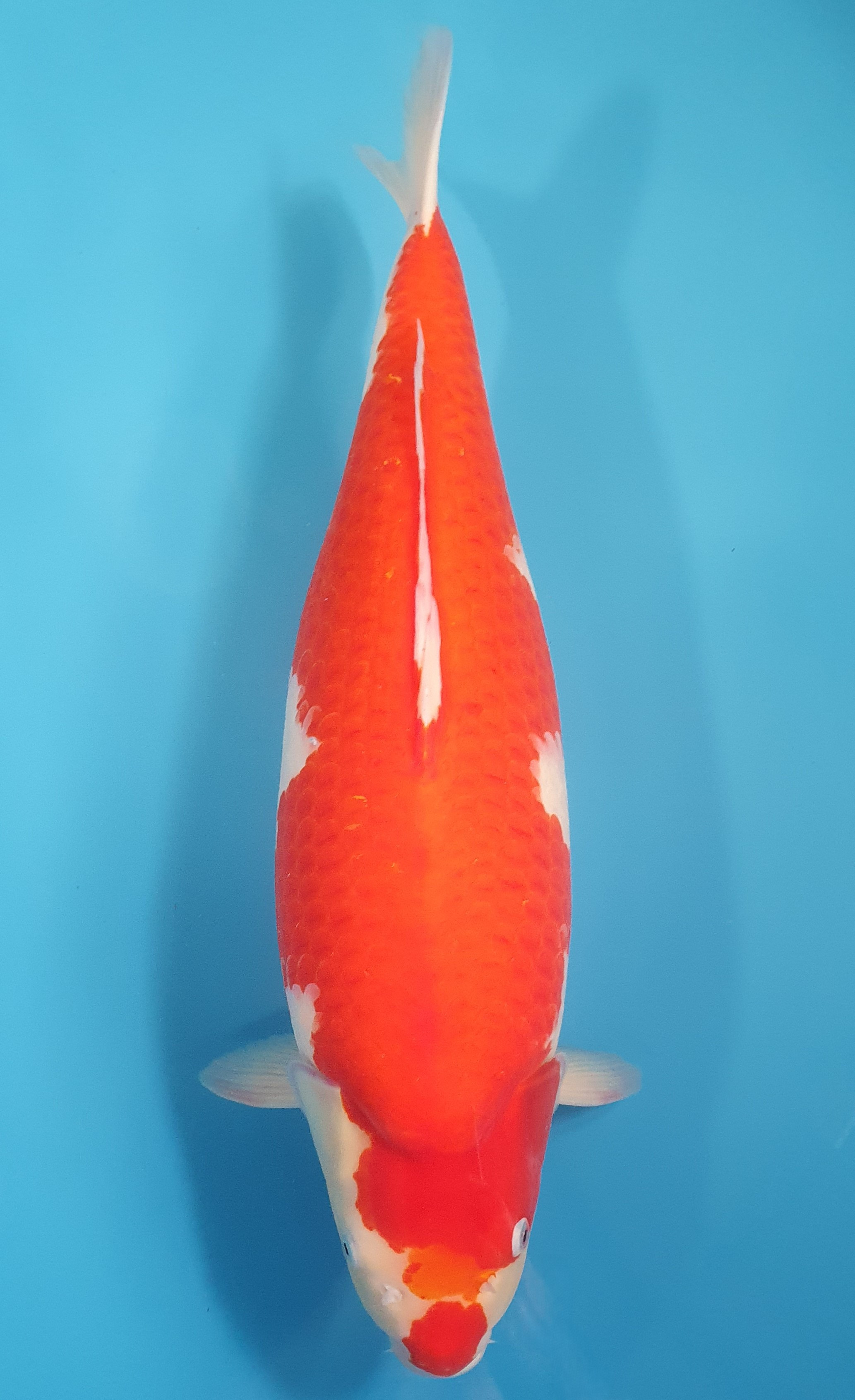 Kohaku 