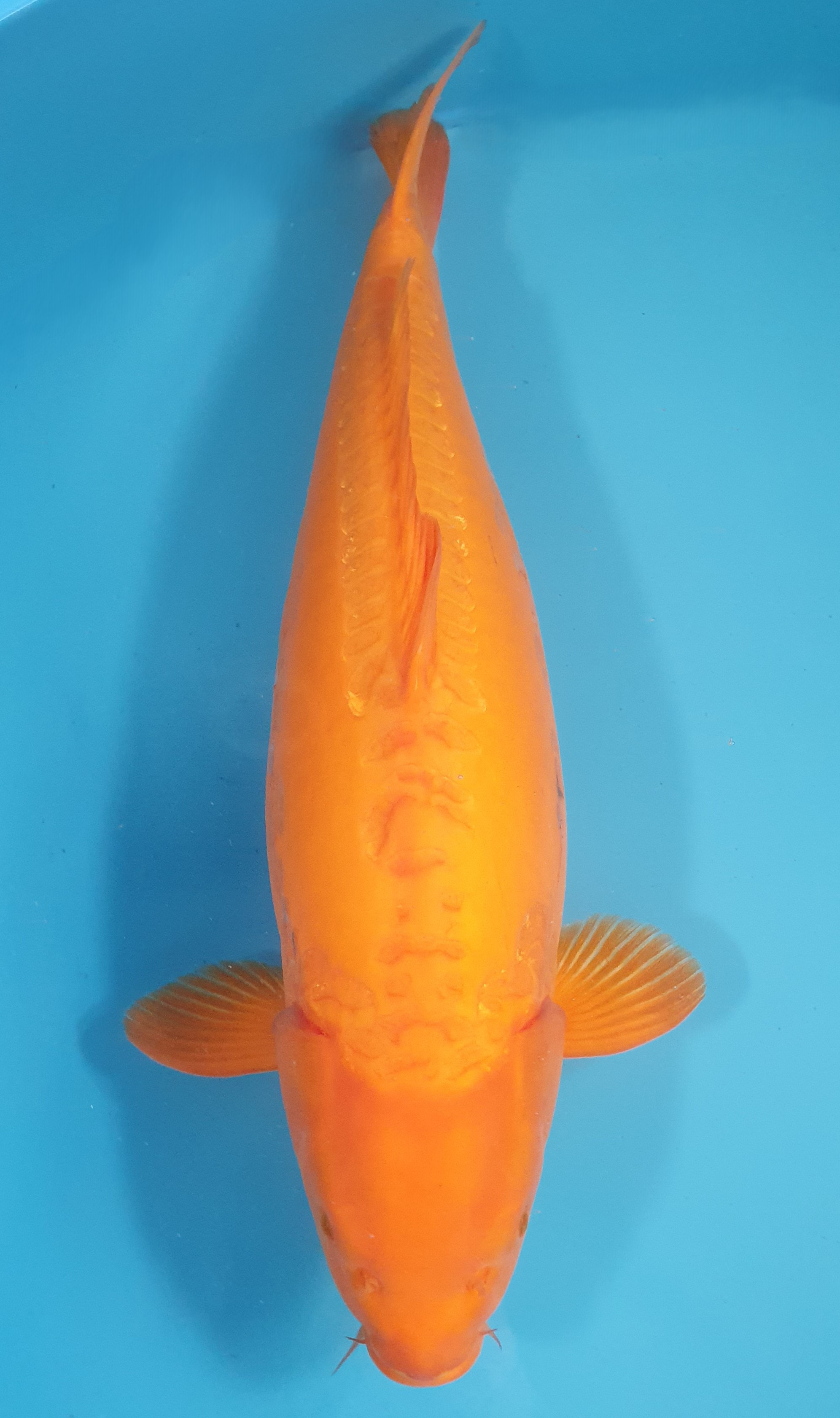 Doitsu Karashigoi Mangue Lignée Marudo