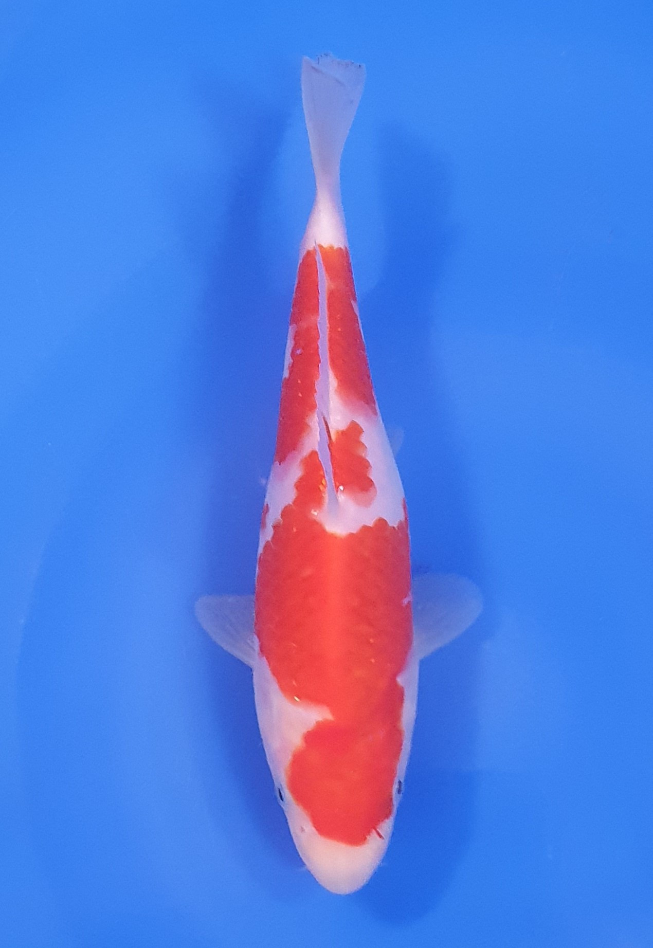 Kohaku