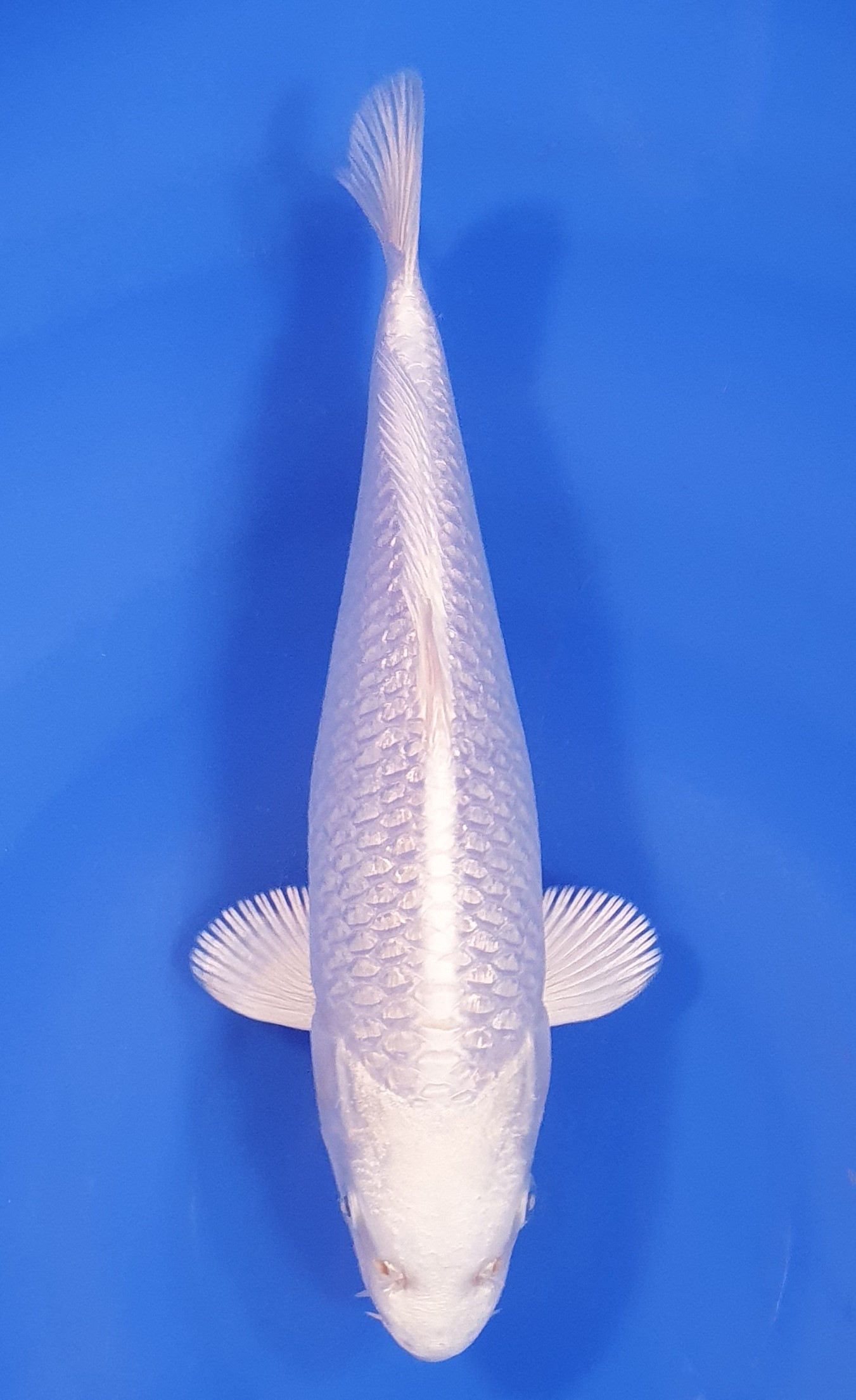 Ginrin Purachina Lignée Chogoro