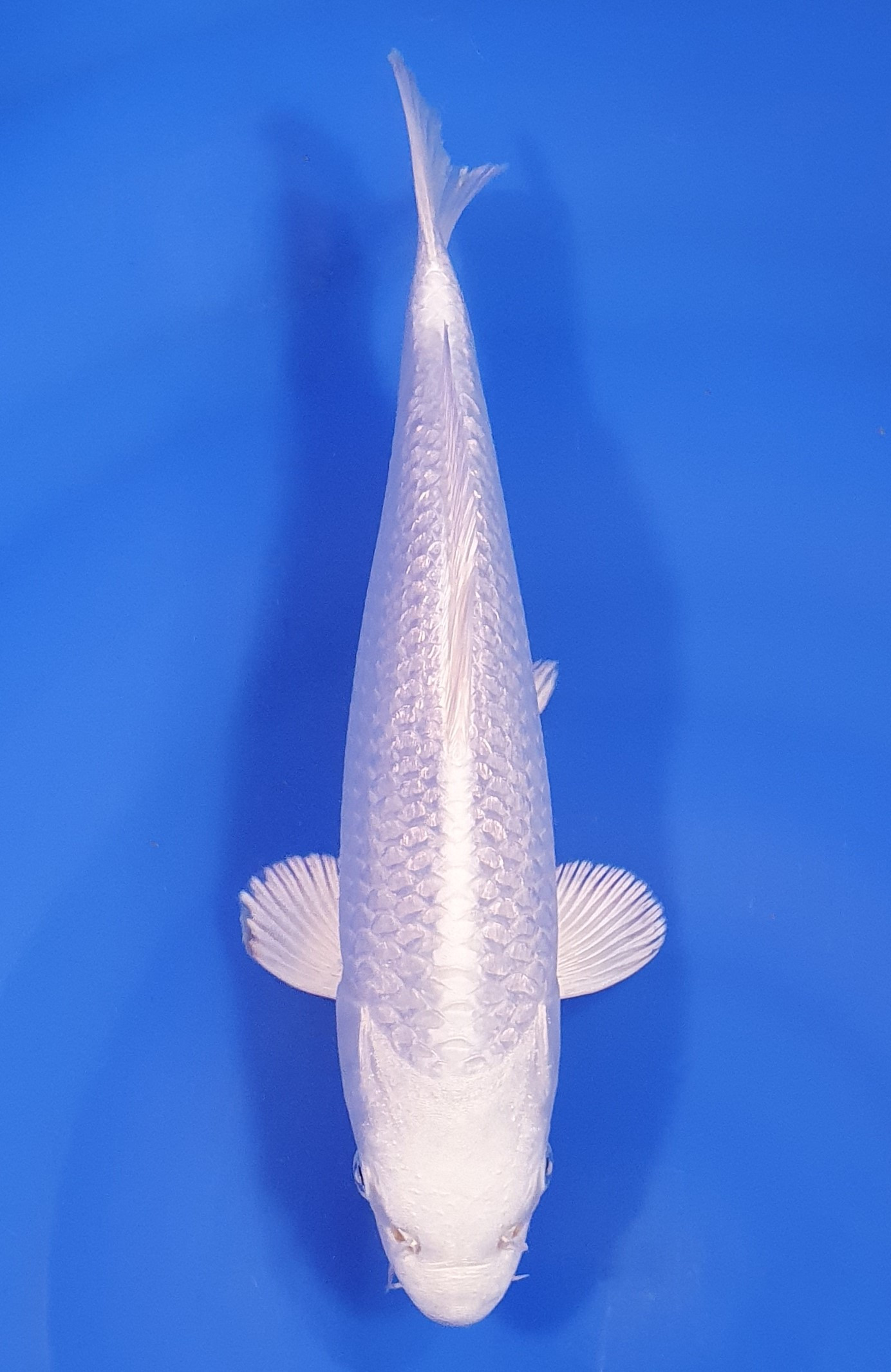 Ginrin Purachina Lignée Chogoro