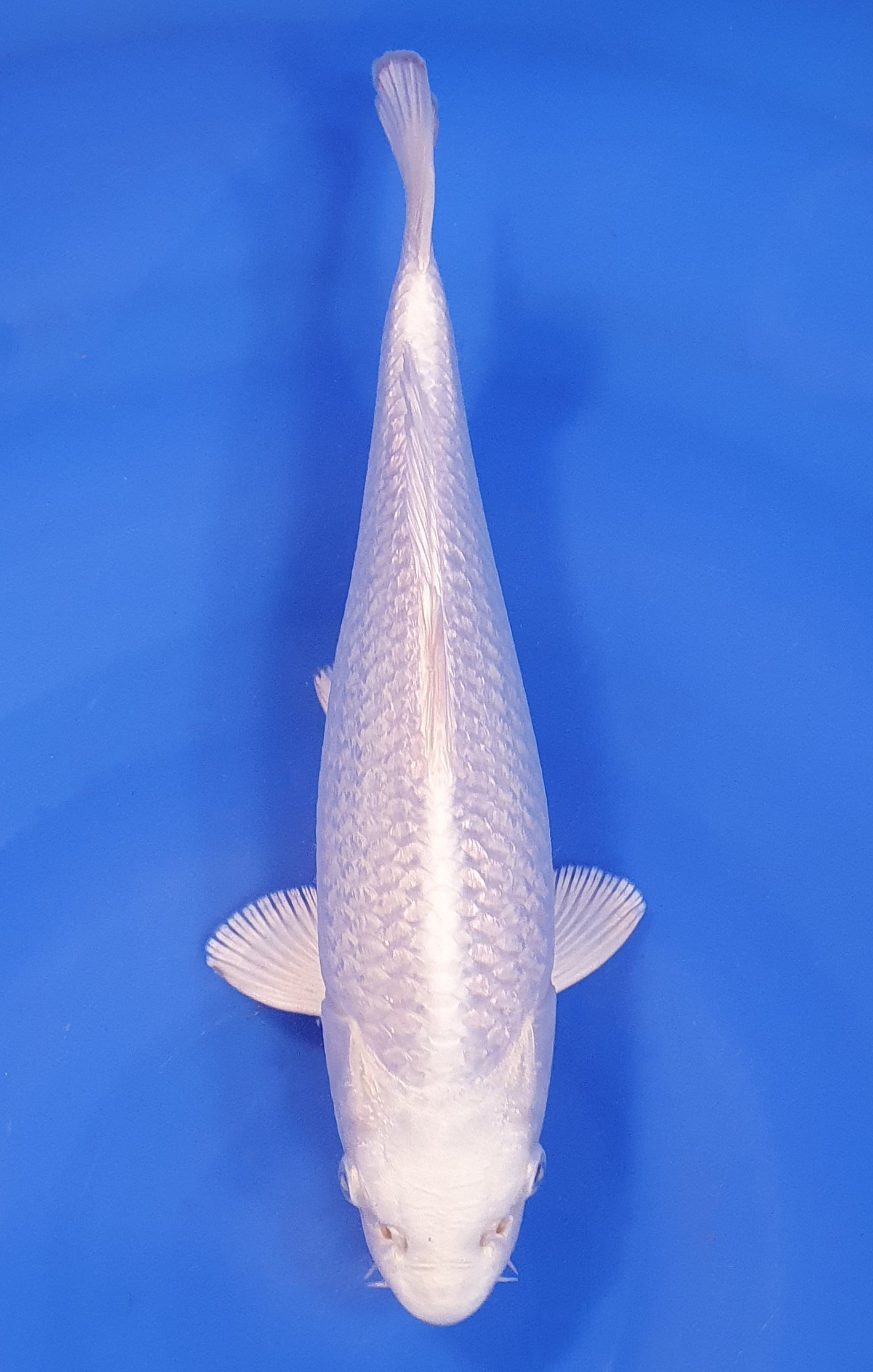 Ginrin Purachina Lignée Chogoro