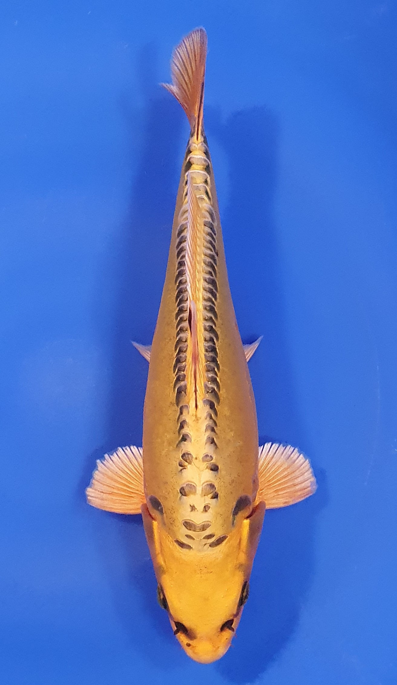 Mizuho