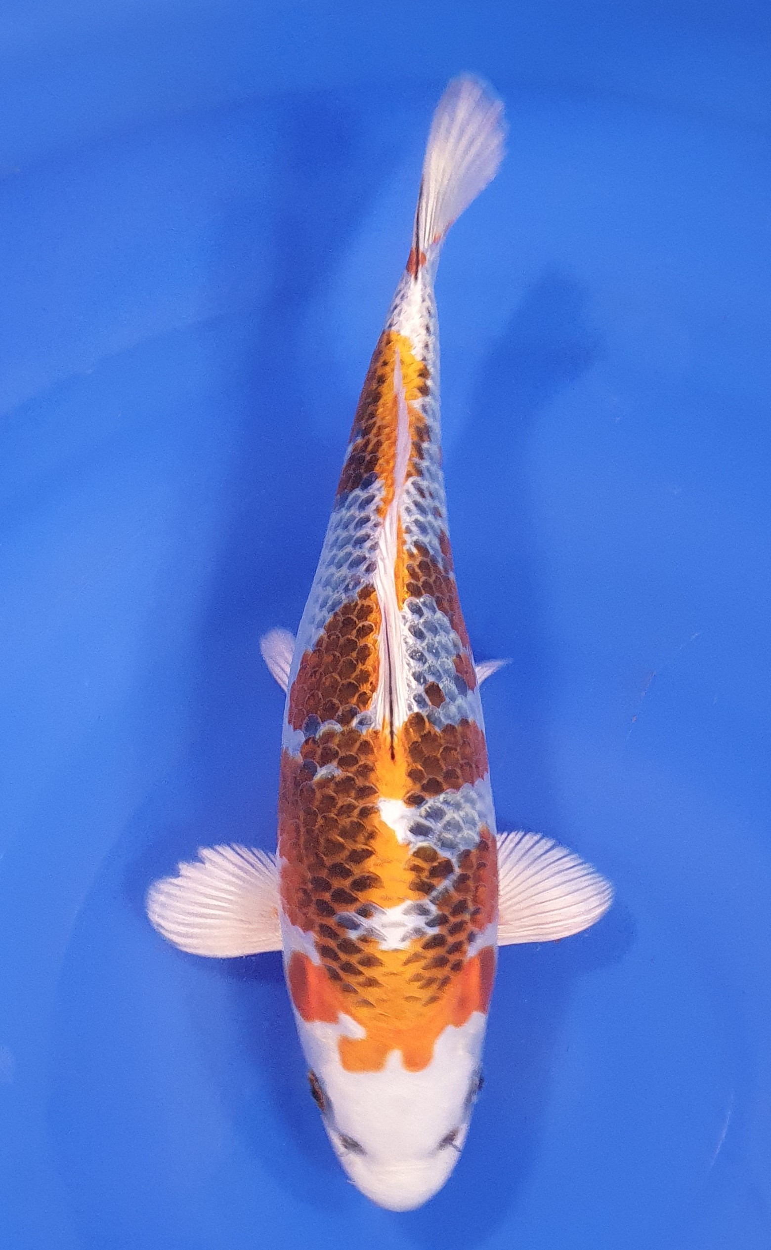Kujaku