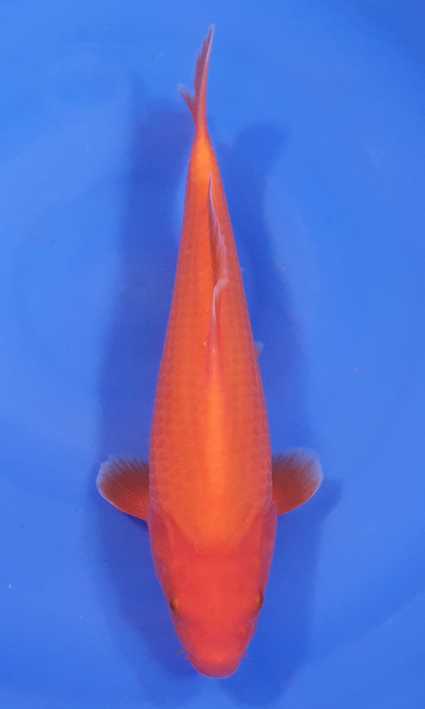 Benigoi