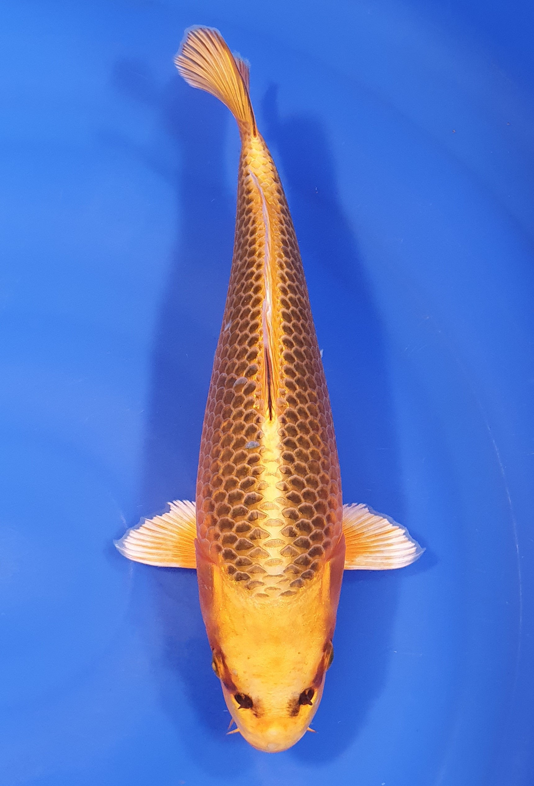 Kin Matsuba