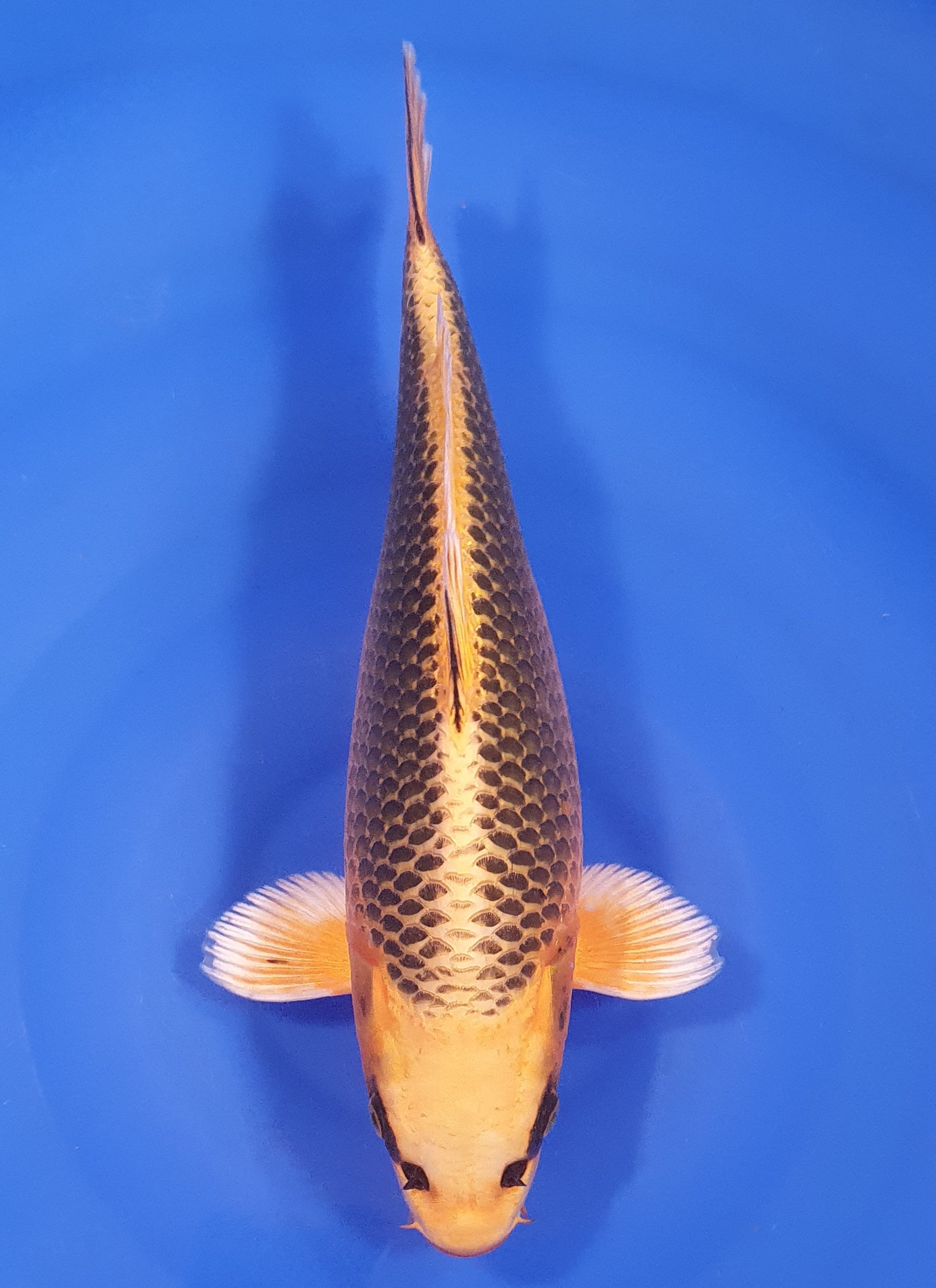 Kin Matsuba