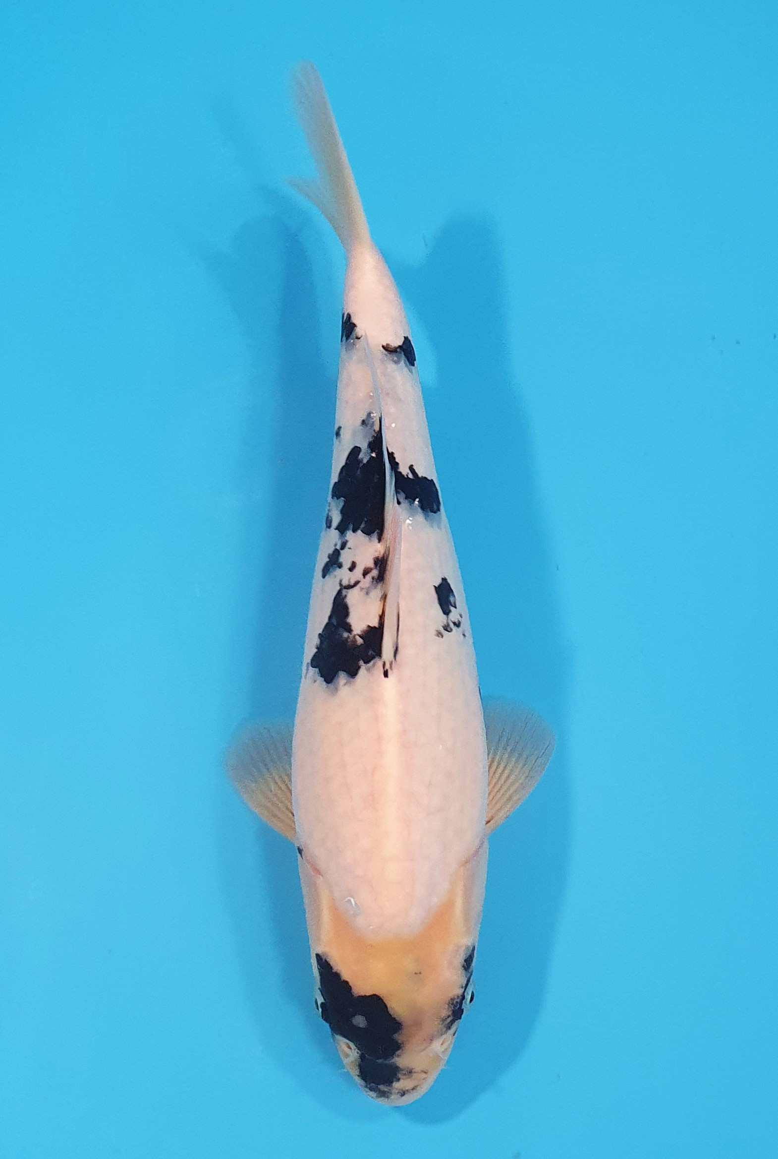 Shiro Utsuri