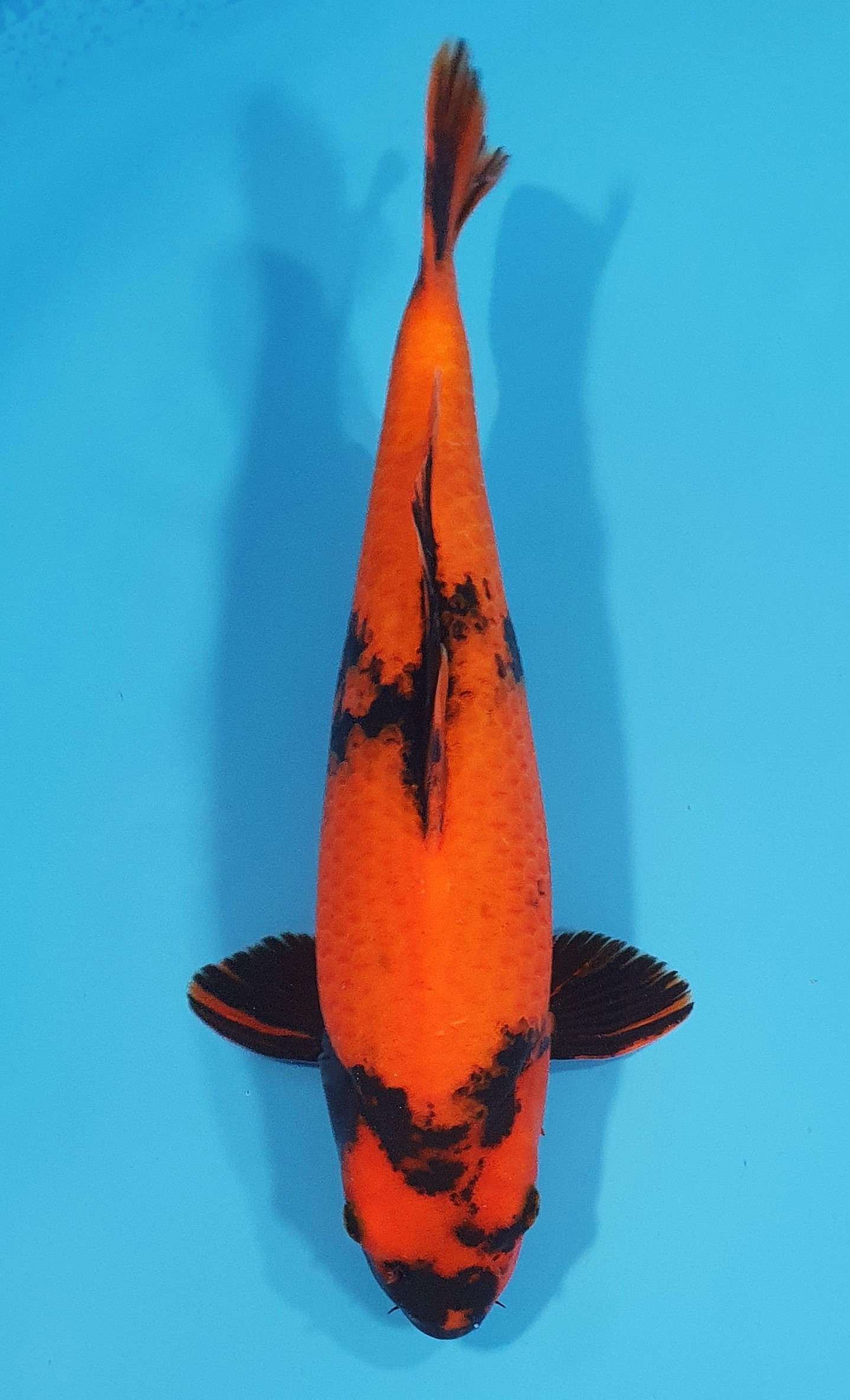 Hi Utsuri