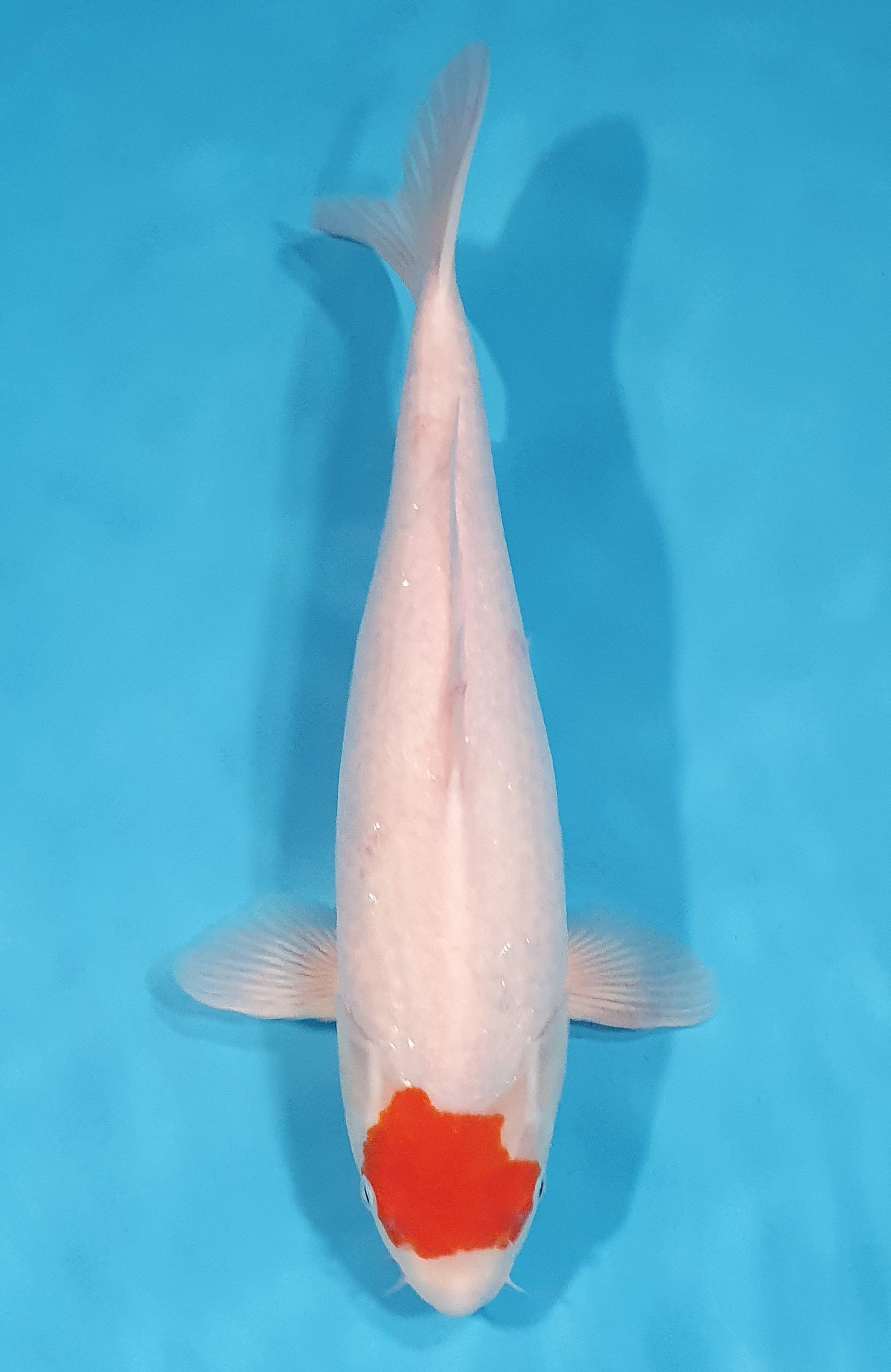 Tancho Kohaku