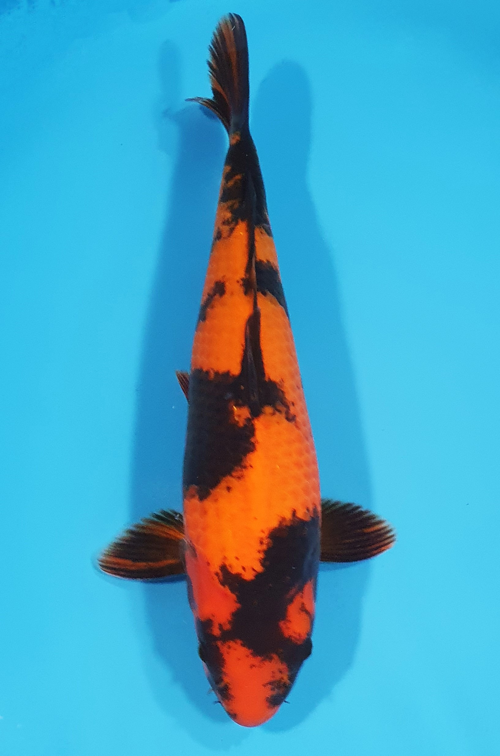 Hi Utsuri