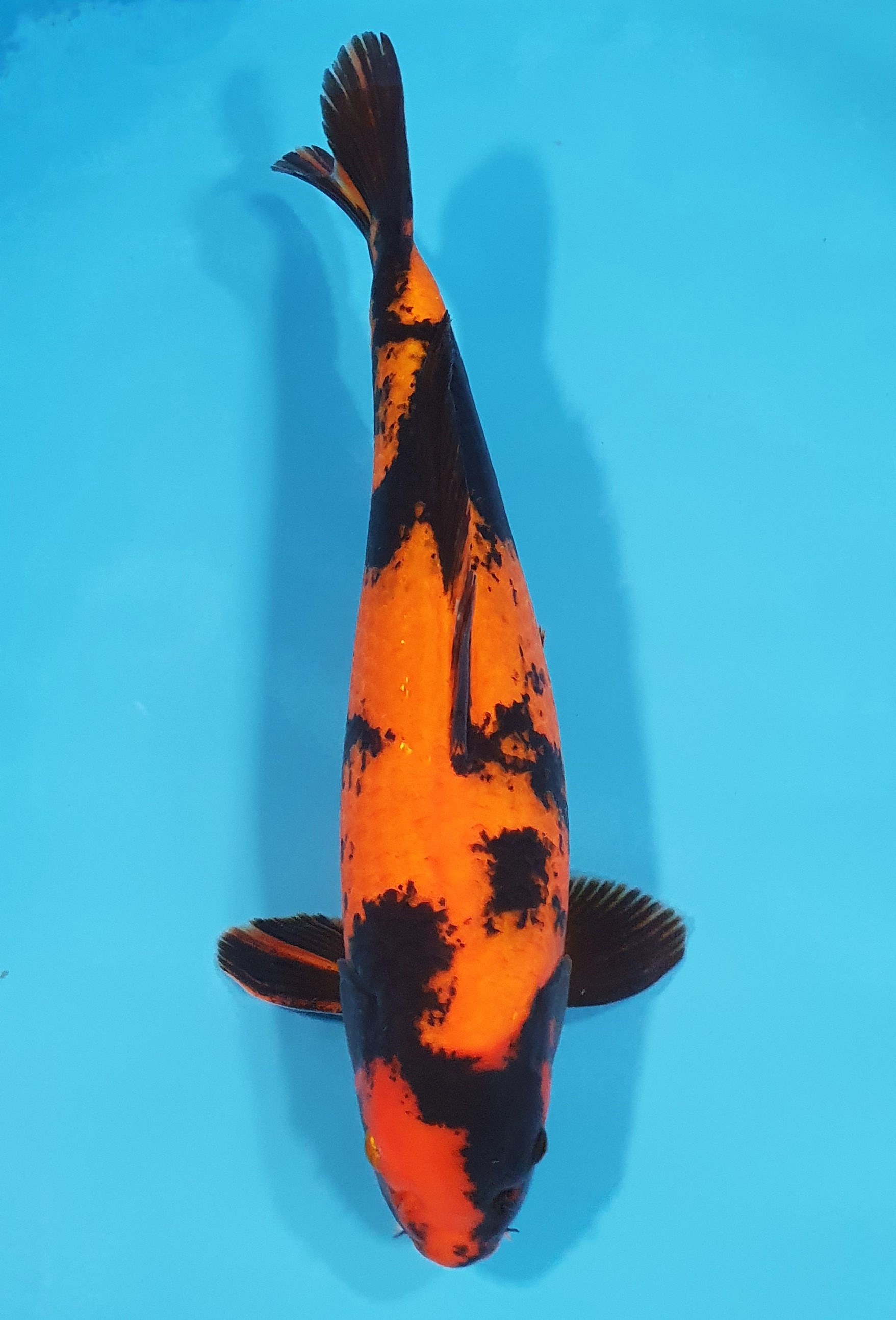 Hi Utsuri 