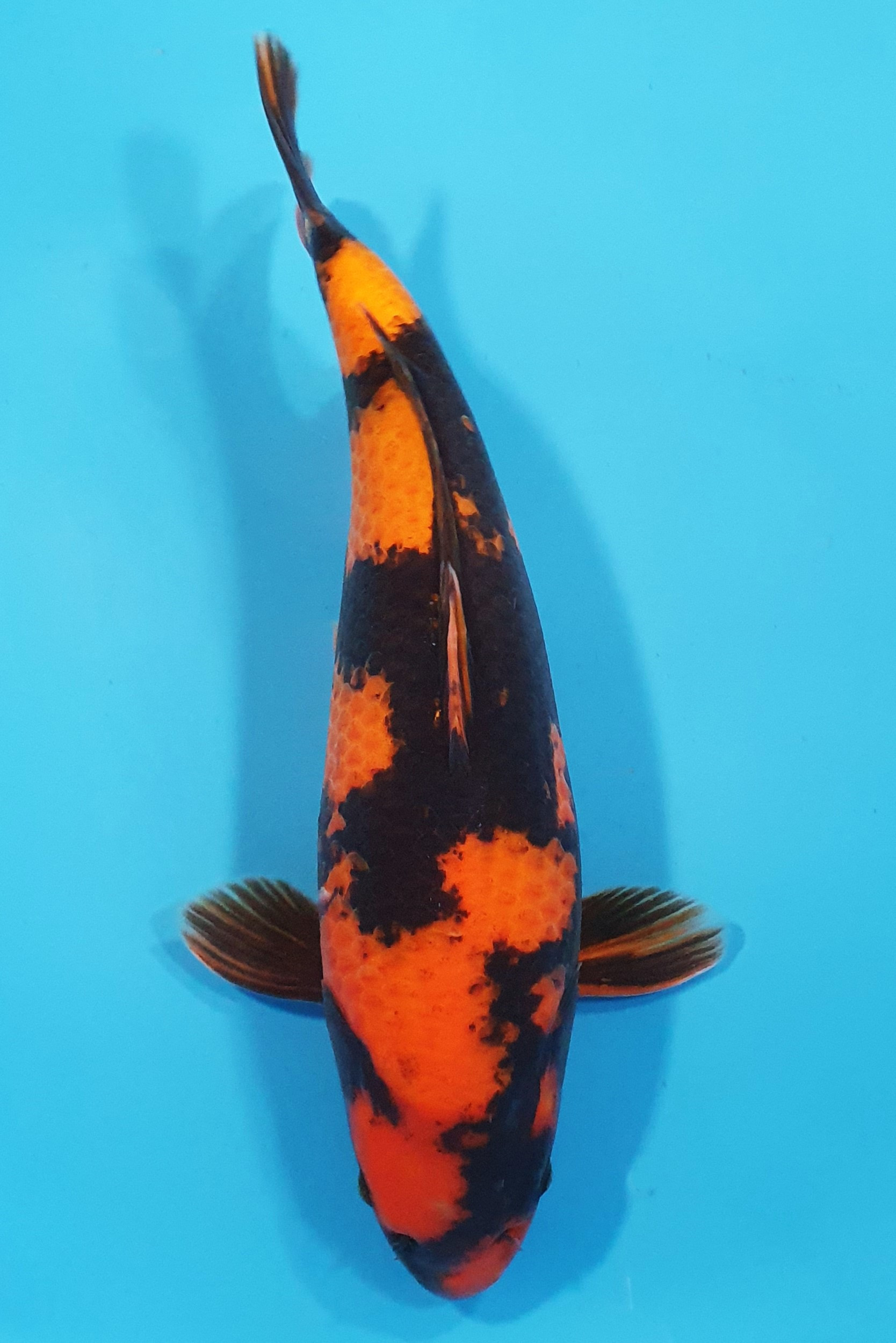 Hi Utsuri 