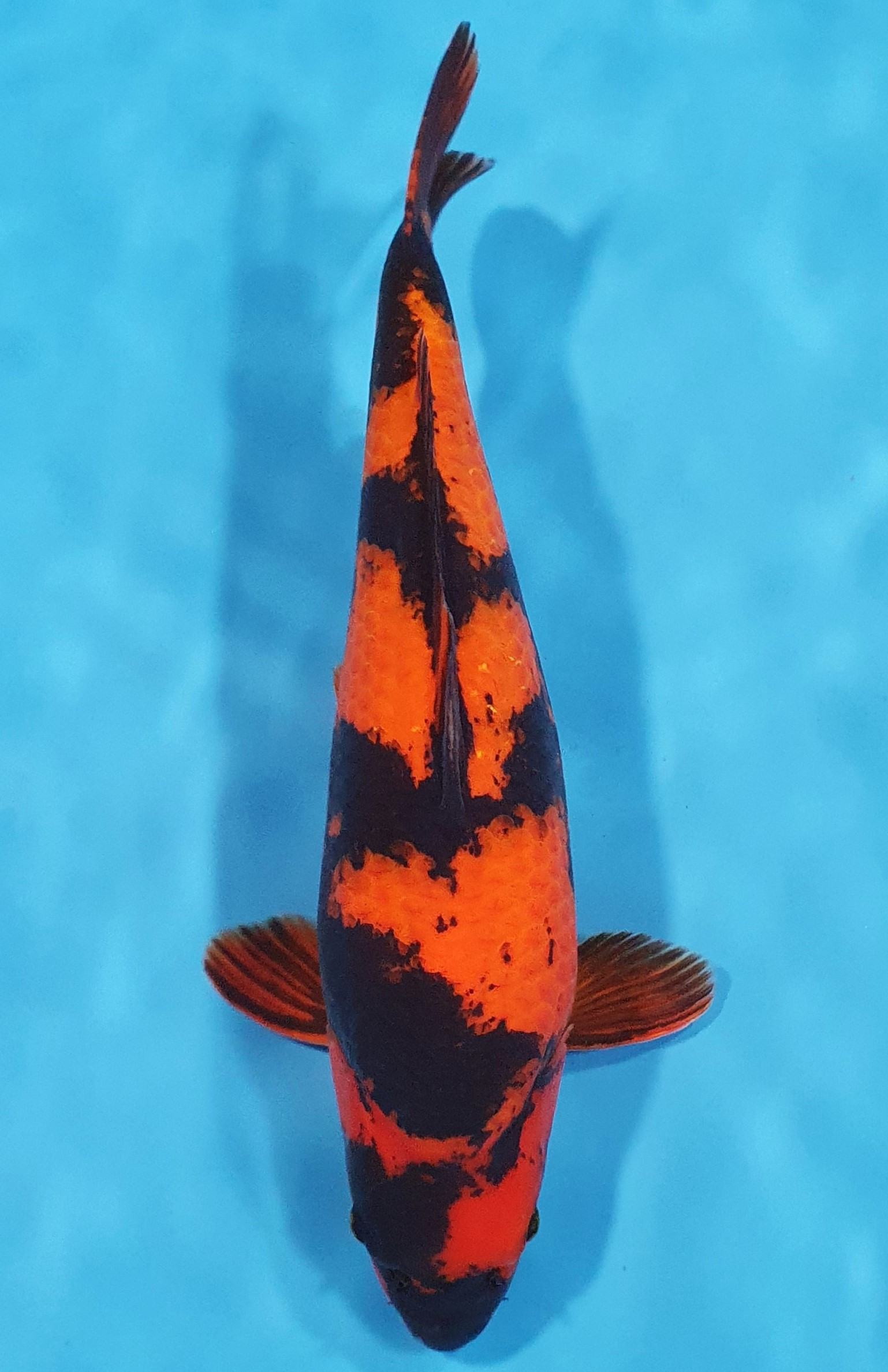 Hi Utsuri