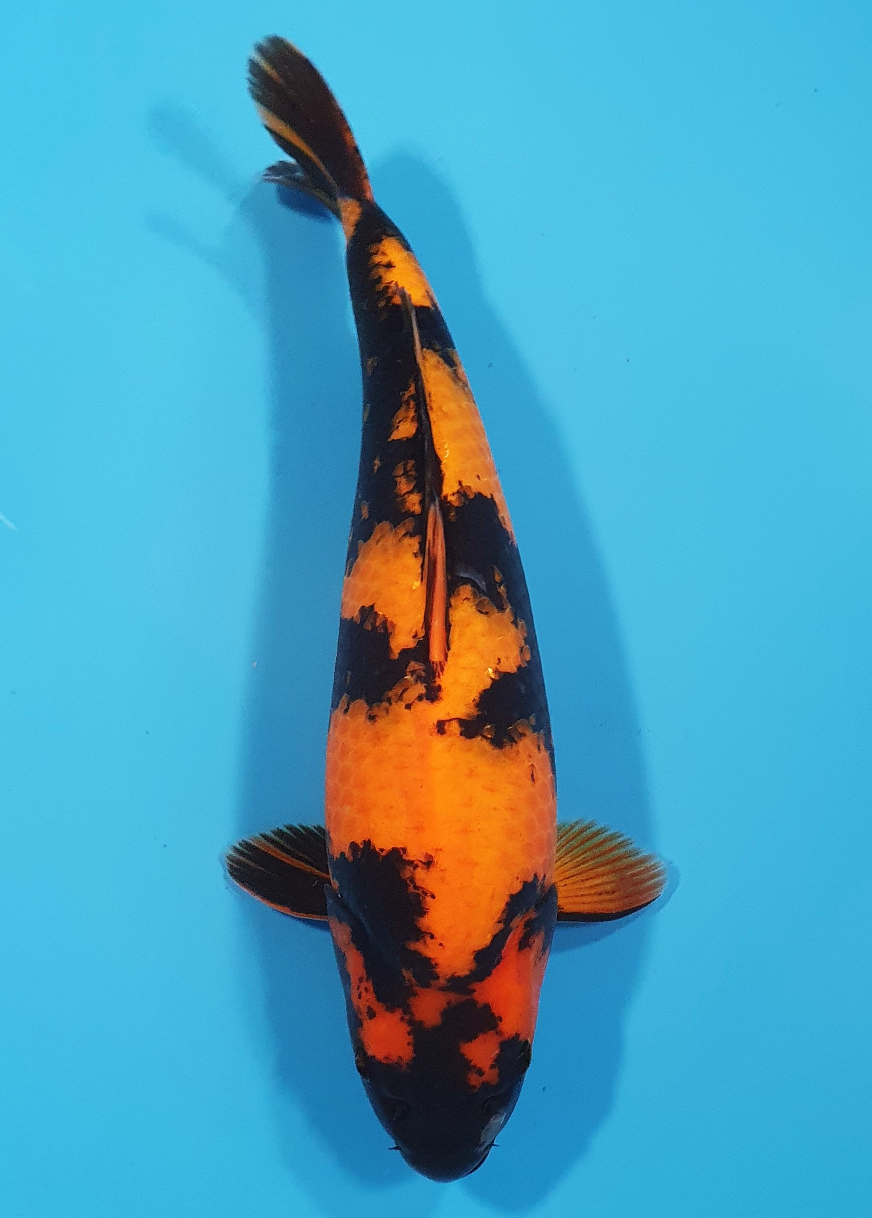Hi Utsuri 