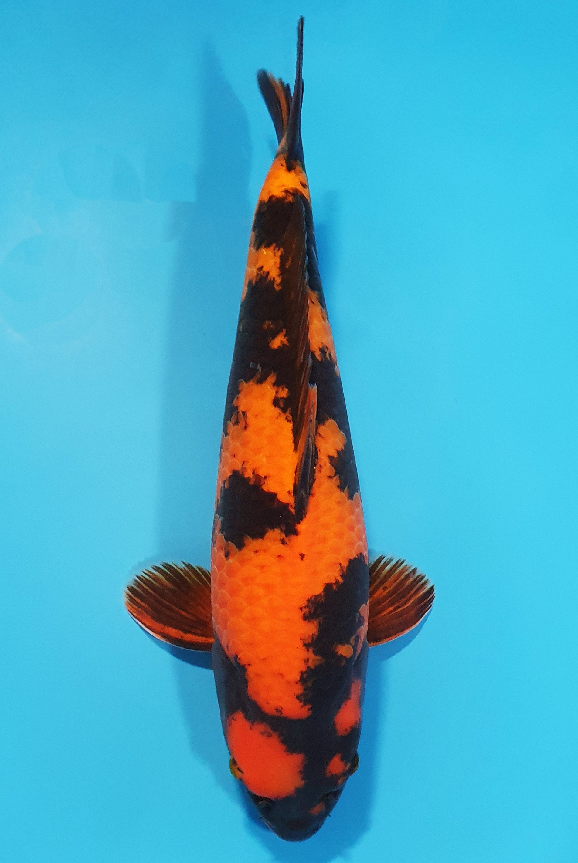 Hi Utsuri  