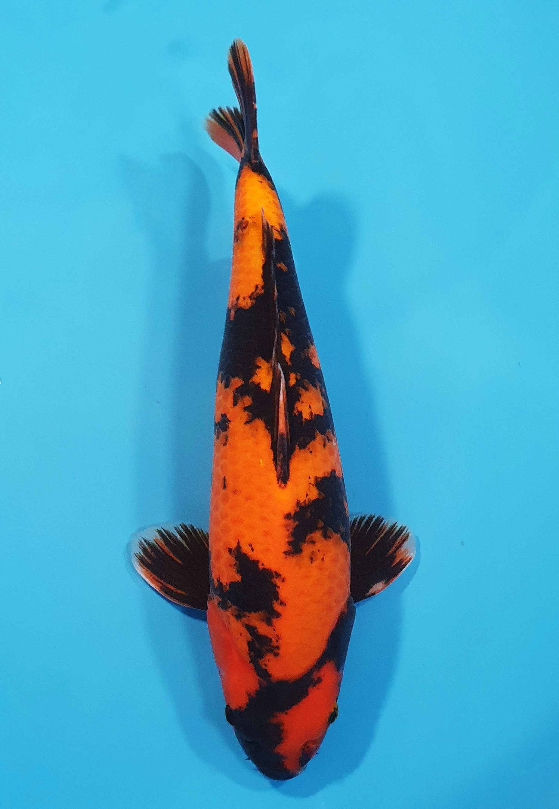 Hi Utsuri 
