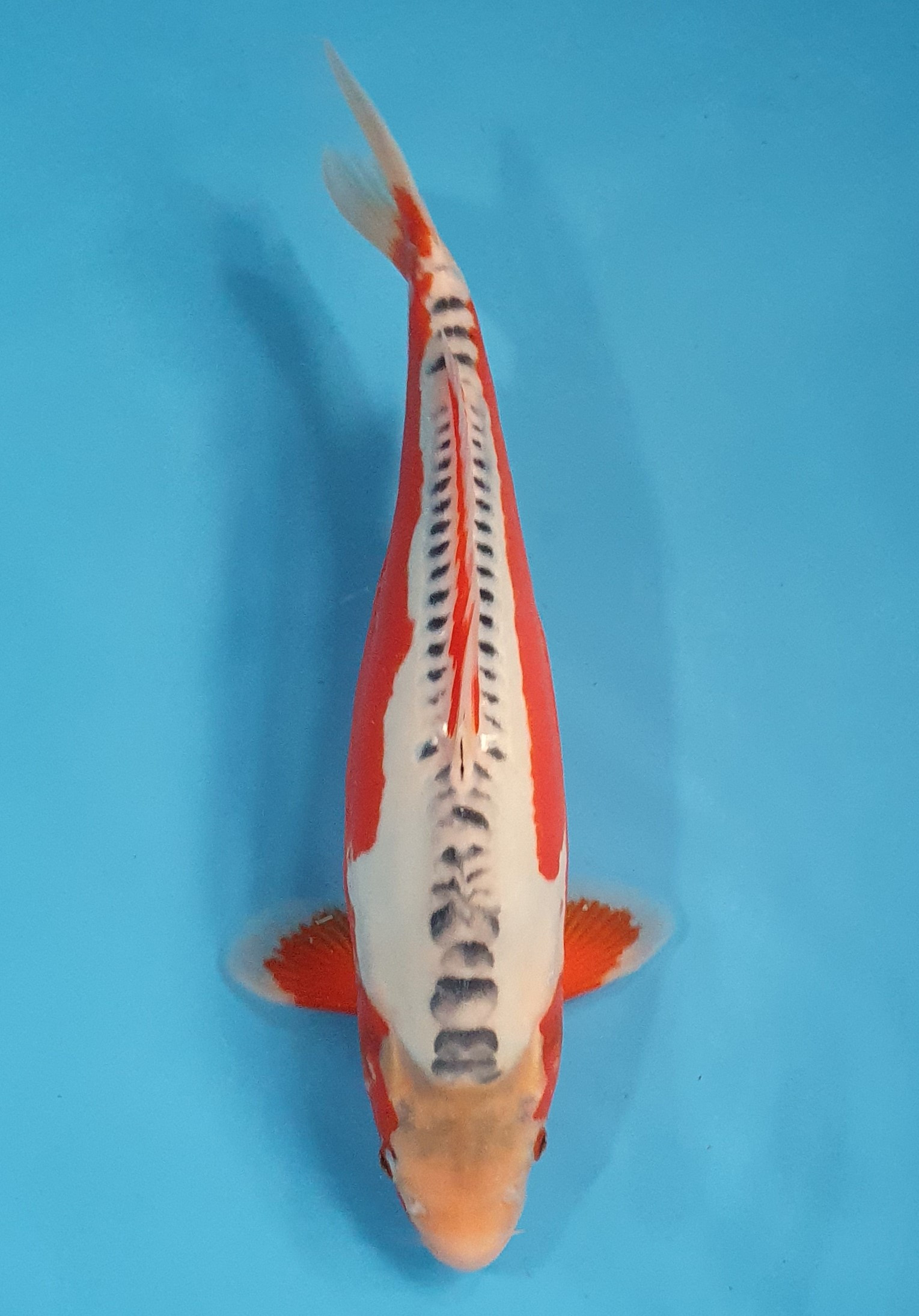 Shusui