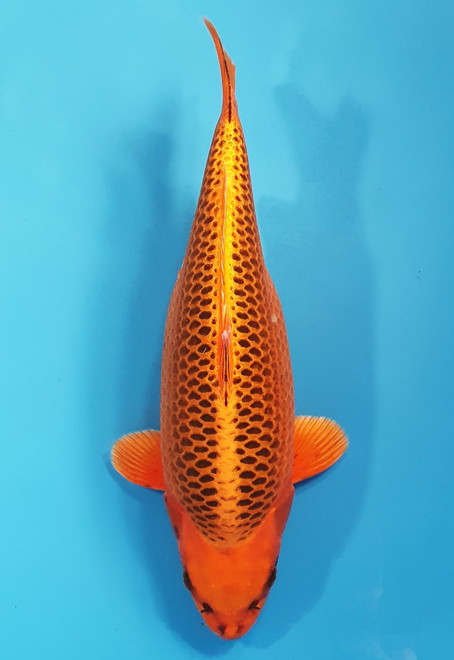 Kin Matsuba 