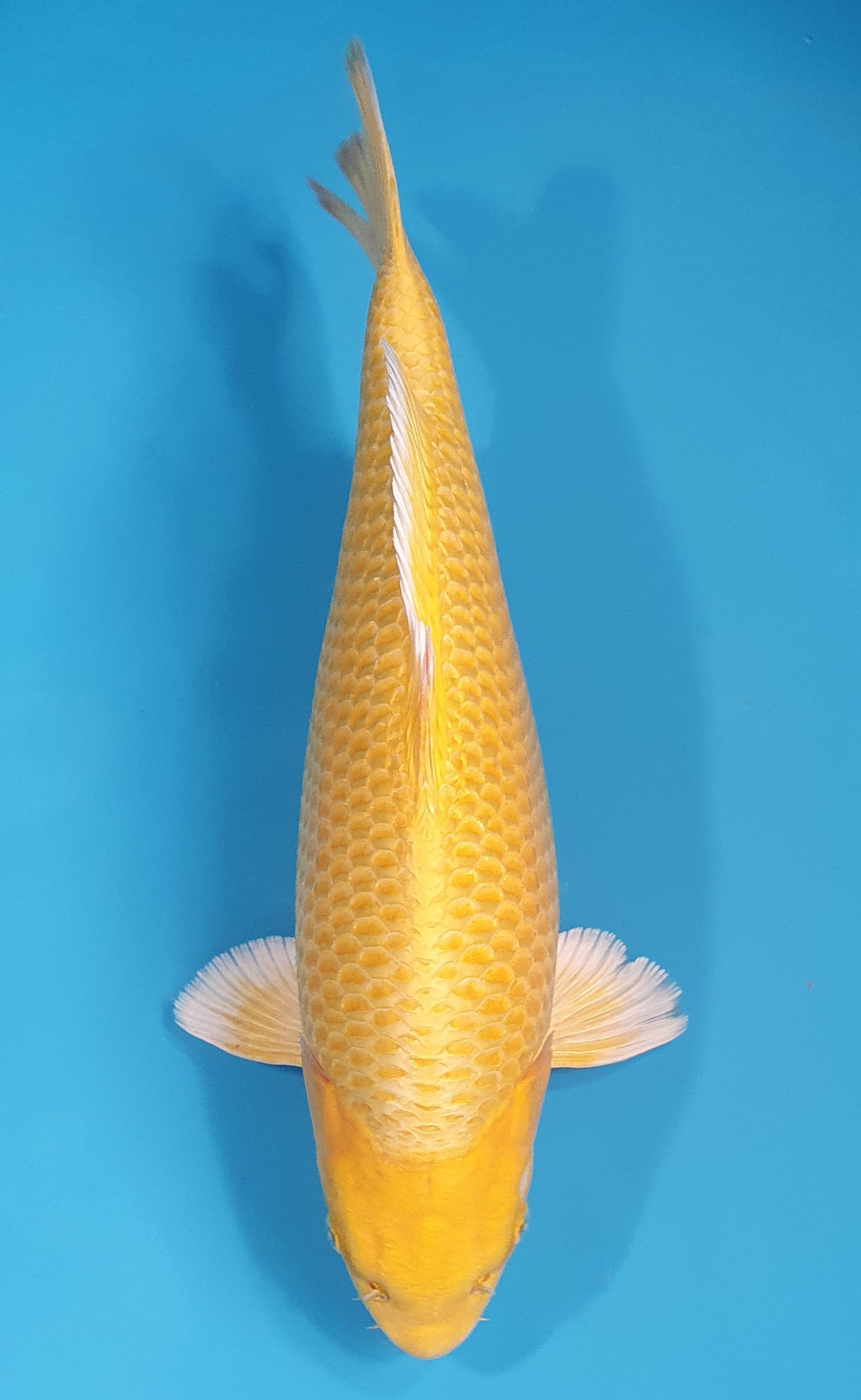 Yamabuki