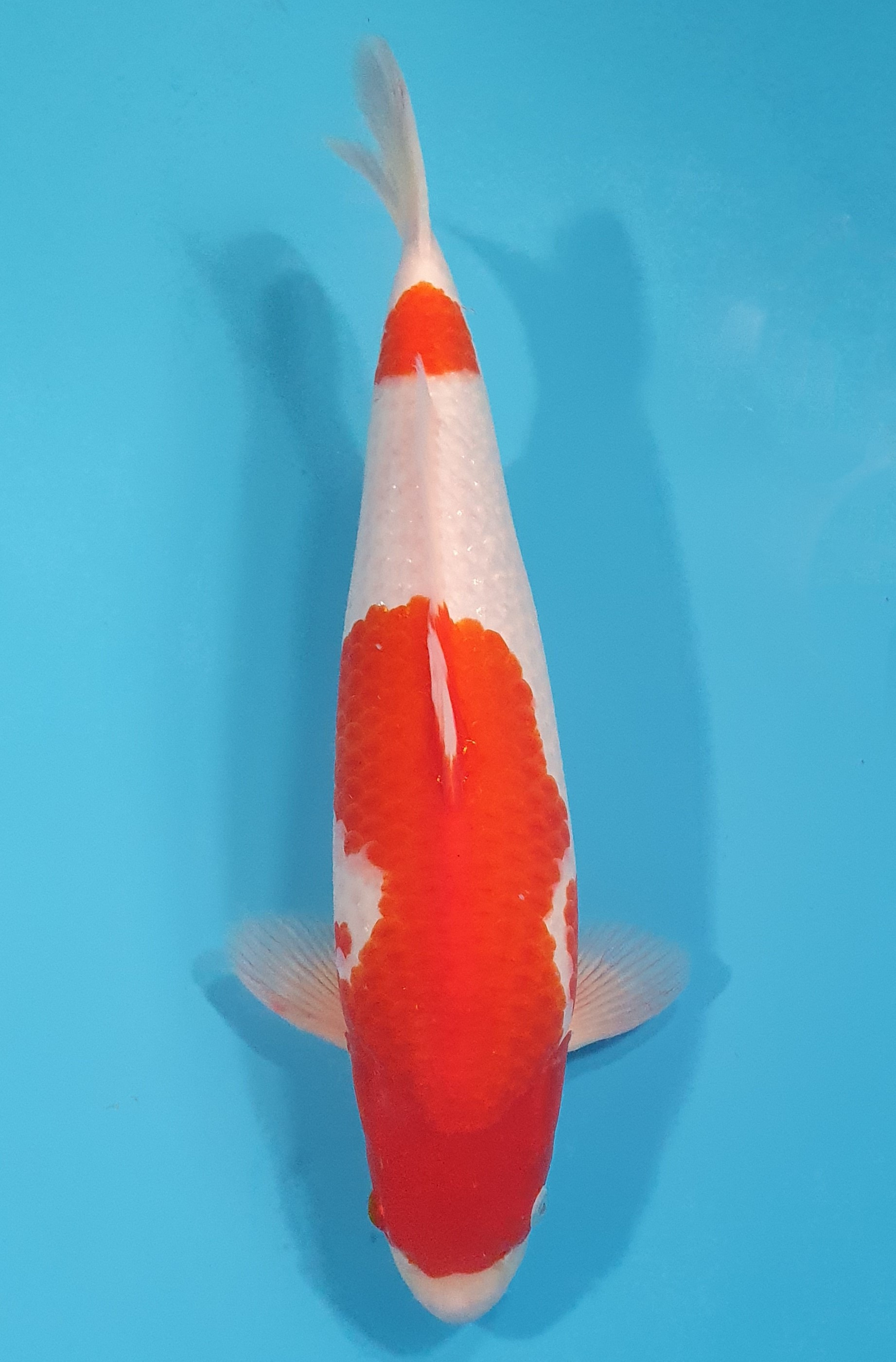 Kohaku