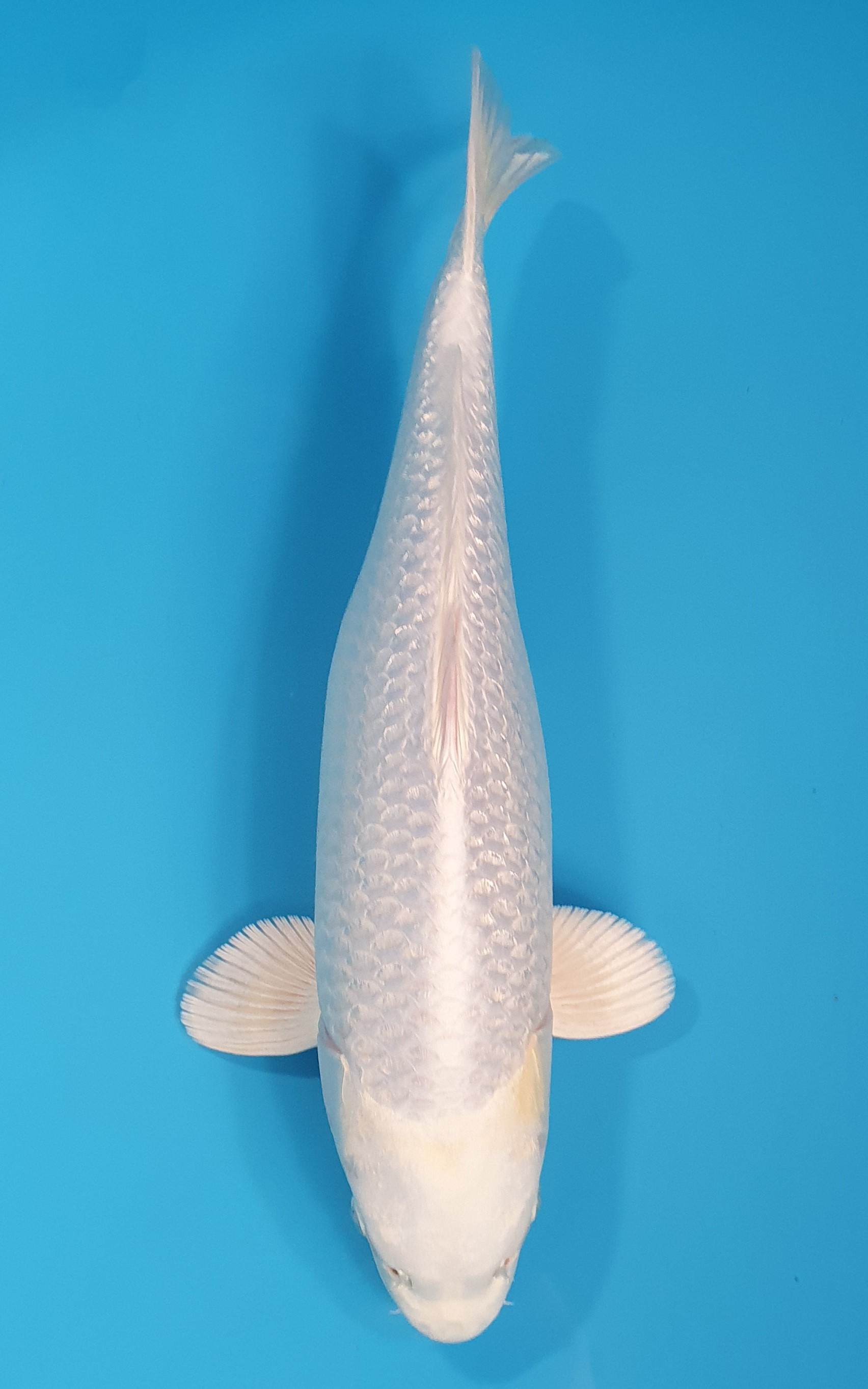 Purachina
