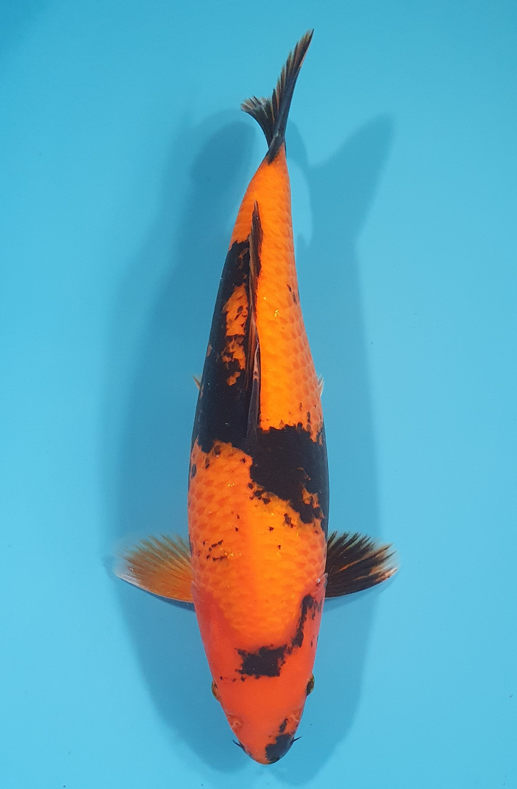 Hi Utsuri