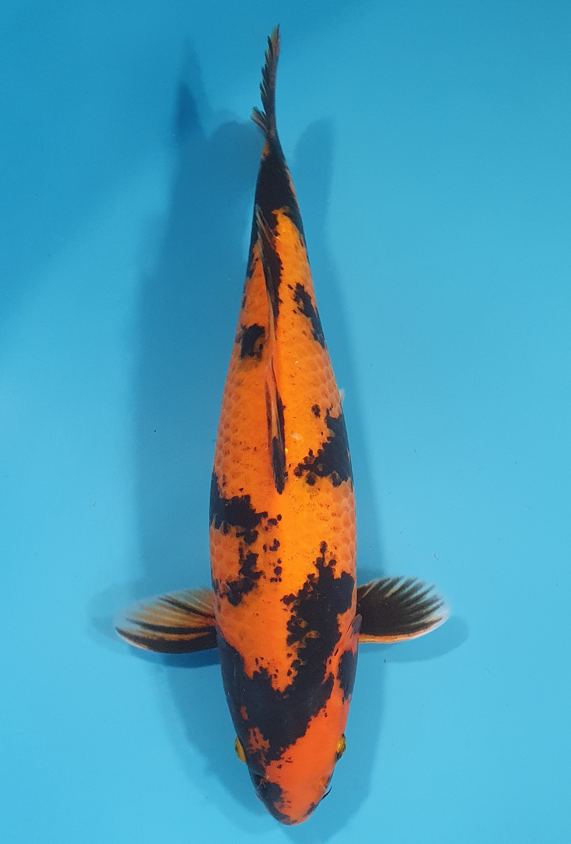 Hi Utsuri