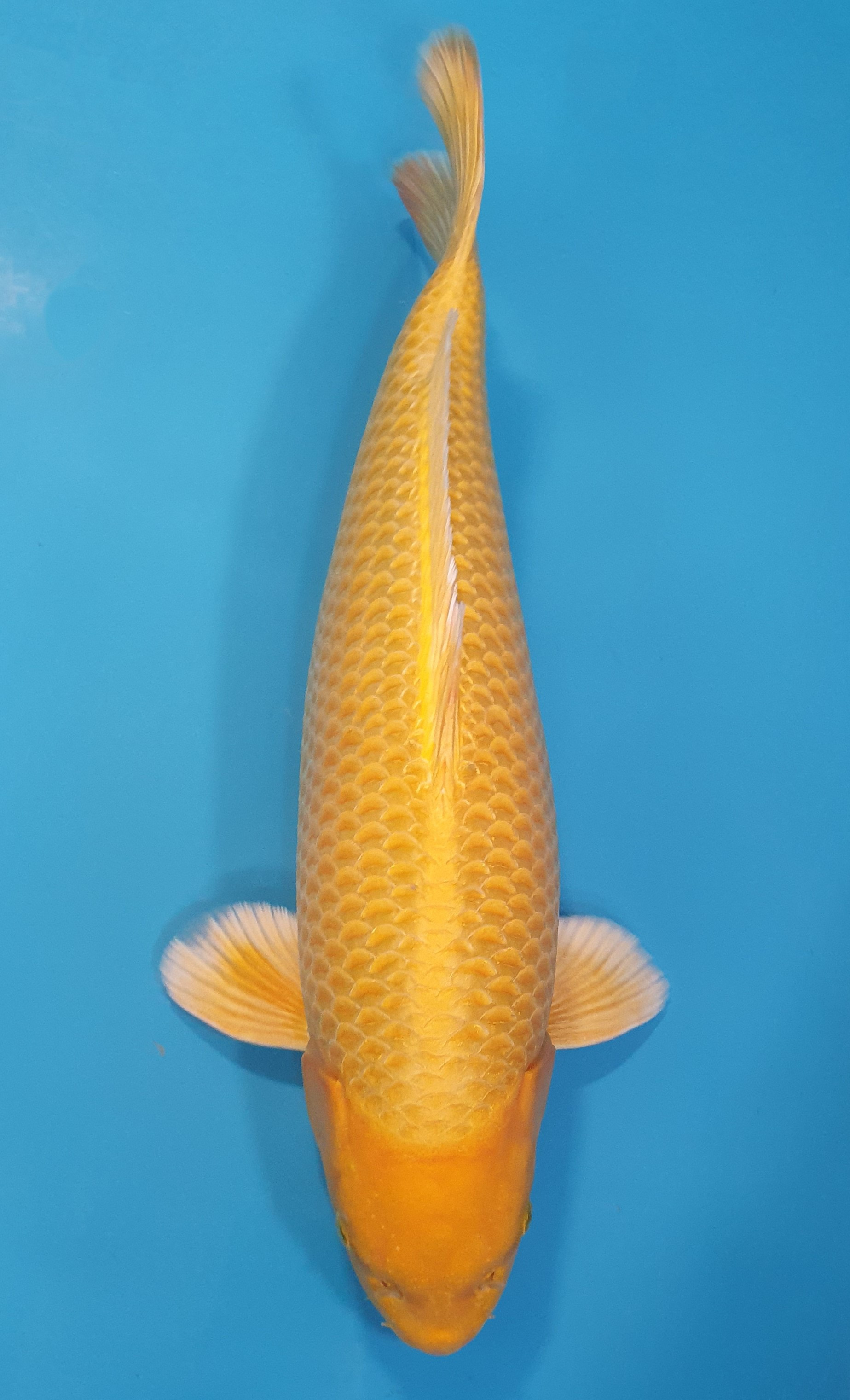Yamabuki 