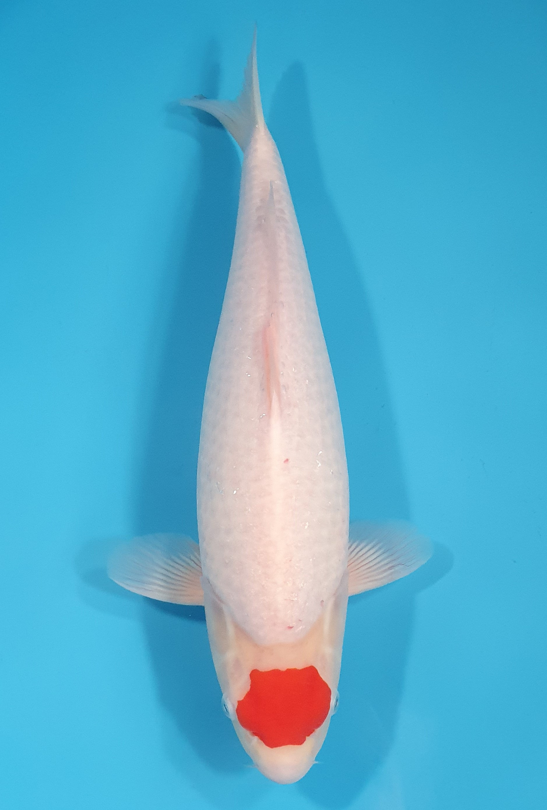 Tancho Kohaku 