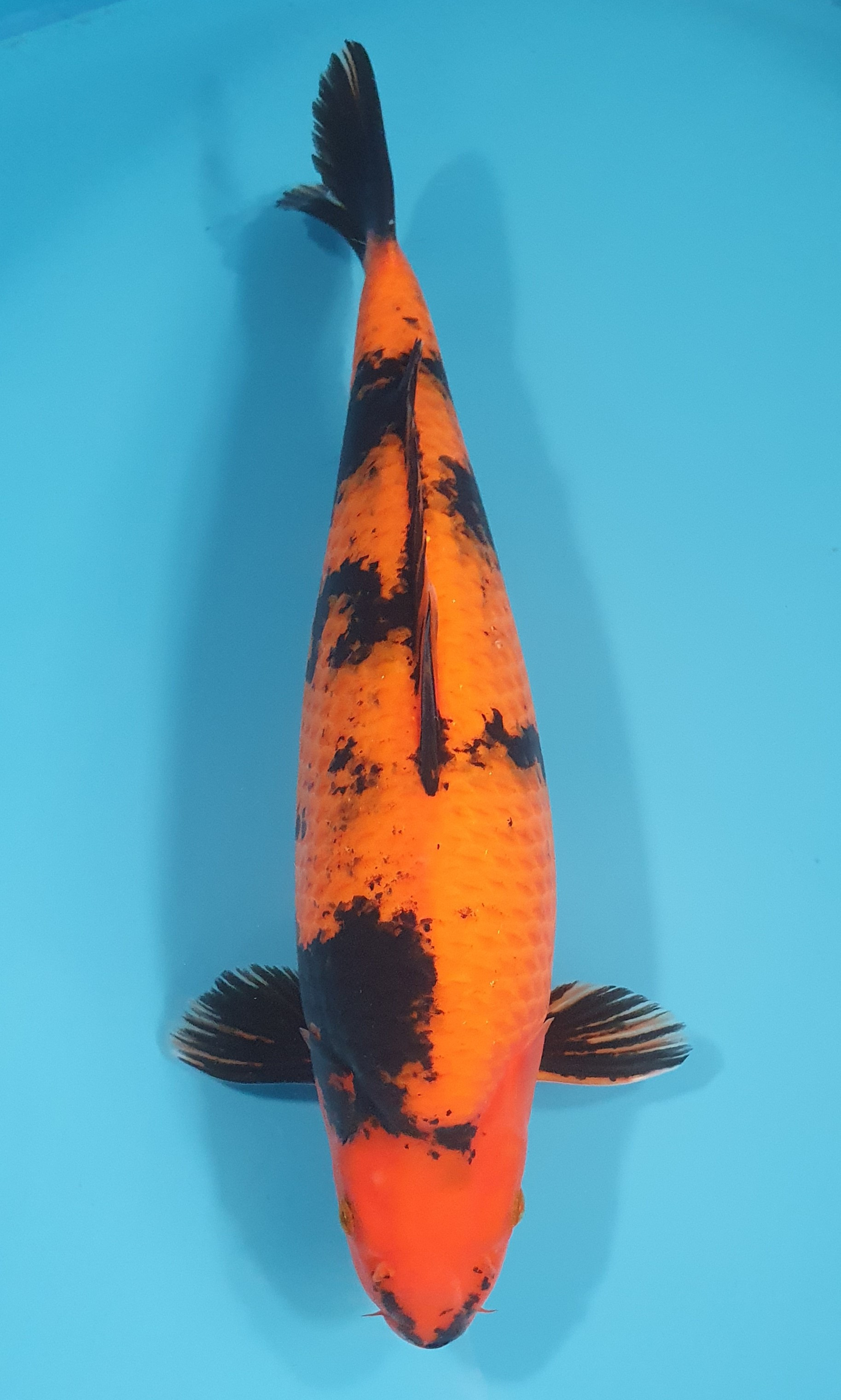Hi Utsuri