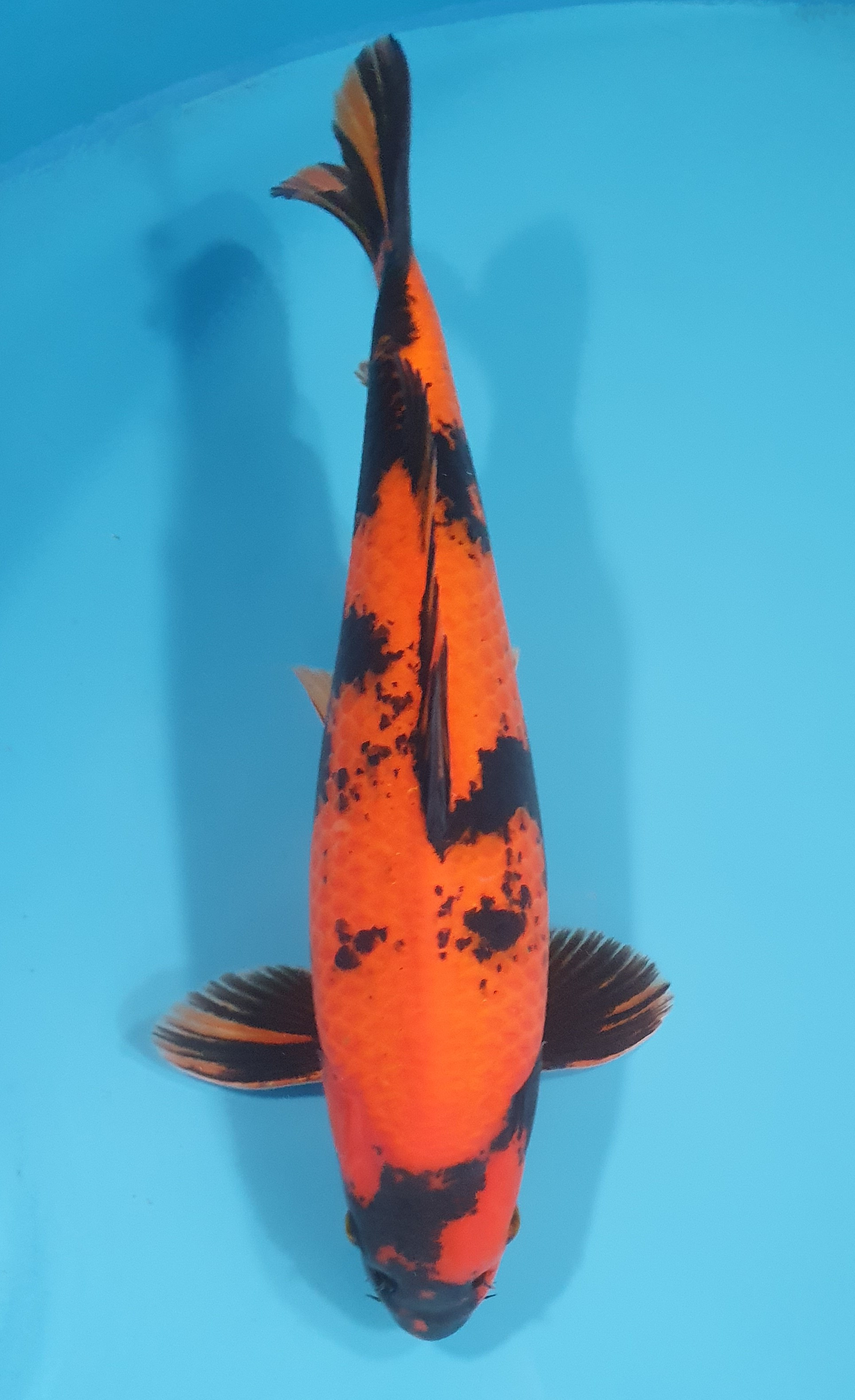 Hi Utsuri