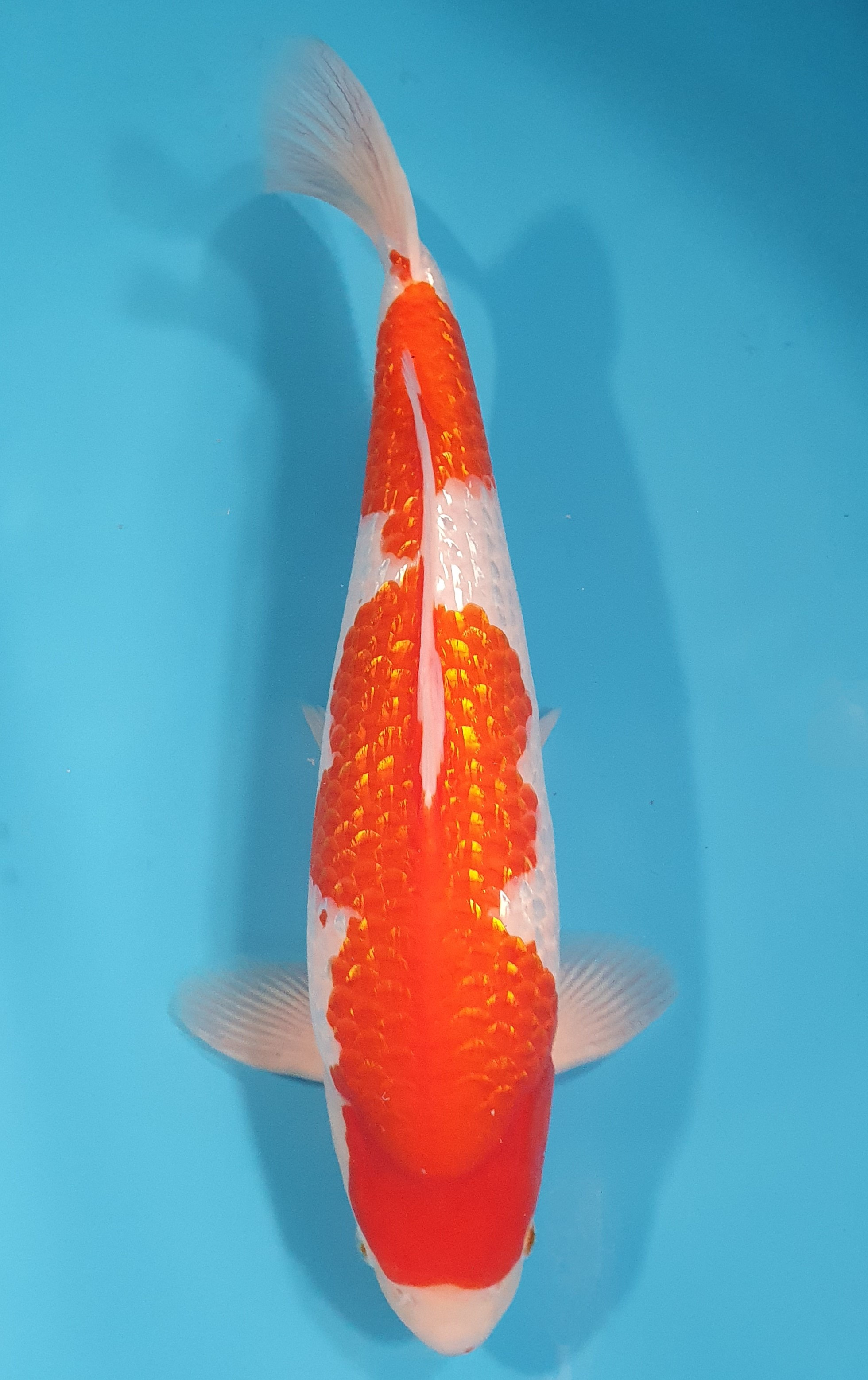 Ginrin Kohaku