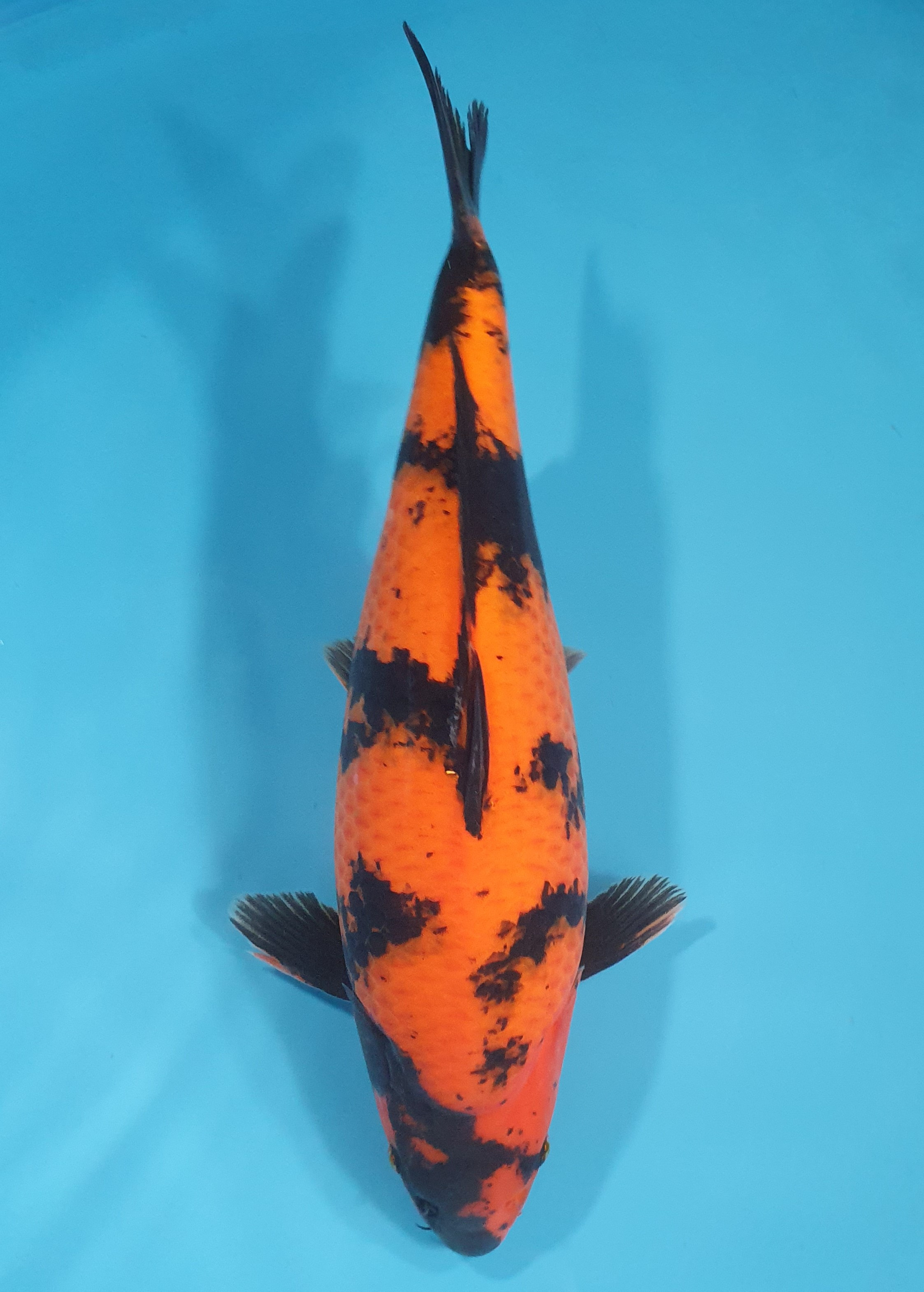 Hi Utsuri